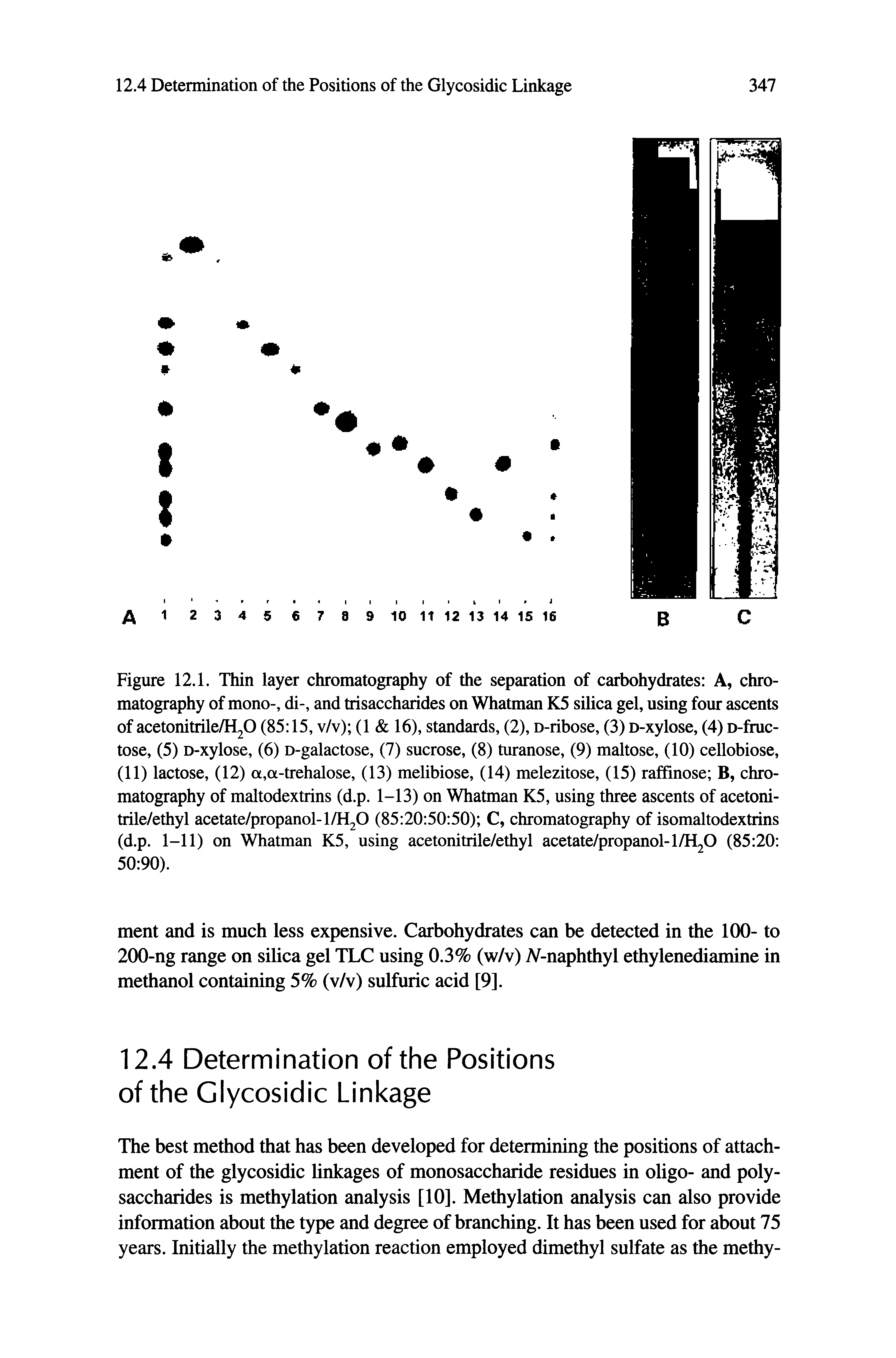 Figure 12.1. Thin layer chromatography of the separation of carbohydrates A, chromatography of mono-, di-, and trisaccharides on Whatman K5 silica gel, using four ascents of acetonitrile/H20 (85 15, v/v) (1 16), standards, (2), D-ribose, (3) D-xylose, (4) D-fruc-tose, (5) D-xylose, (6) D-galactose, (7) sucrose, (8) turanose, (9) maltose, (10) cellobiose, (11) lactose, (12) a,a-trehalose, (13) melibiose, (14) melezitose, (15) raffinose B, chromatography of maltodextrins (d.p. 1-13) on Whatman K5, using three ascents of acetoni-trile/ethyl acetate/propanol-l/H20 (85 20 50 50) C, chromatography of isomaltodextrins (d.p. 1-11) on Whatman K5, using acetonitrile/ethyl acetate/propanol-l/H20 (85 20 50 90).
