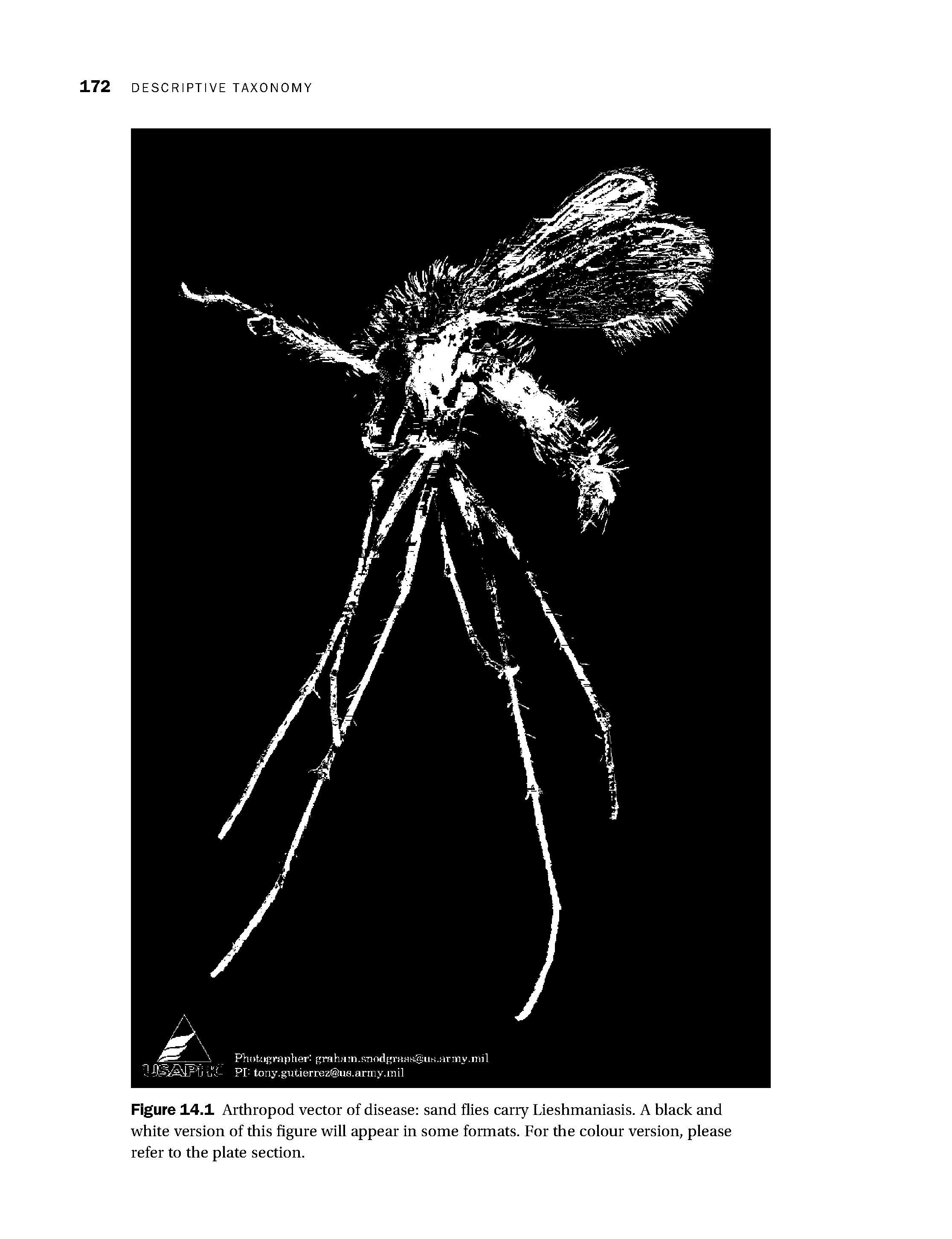 Figure 14.1 Arthropod vector of disease sand flies carry Lieshmaniasis. A black and tvhite version of this figure tvill appear in some formats. For the colour version, please refer to the plate section.