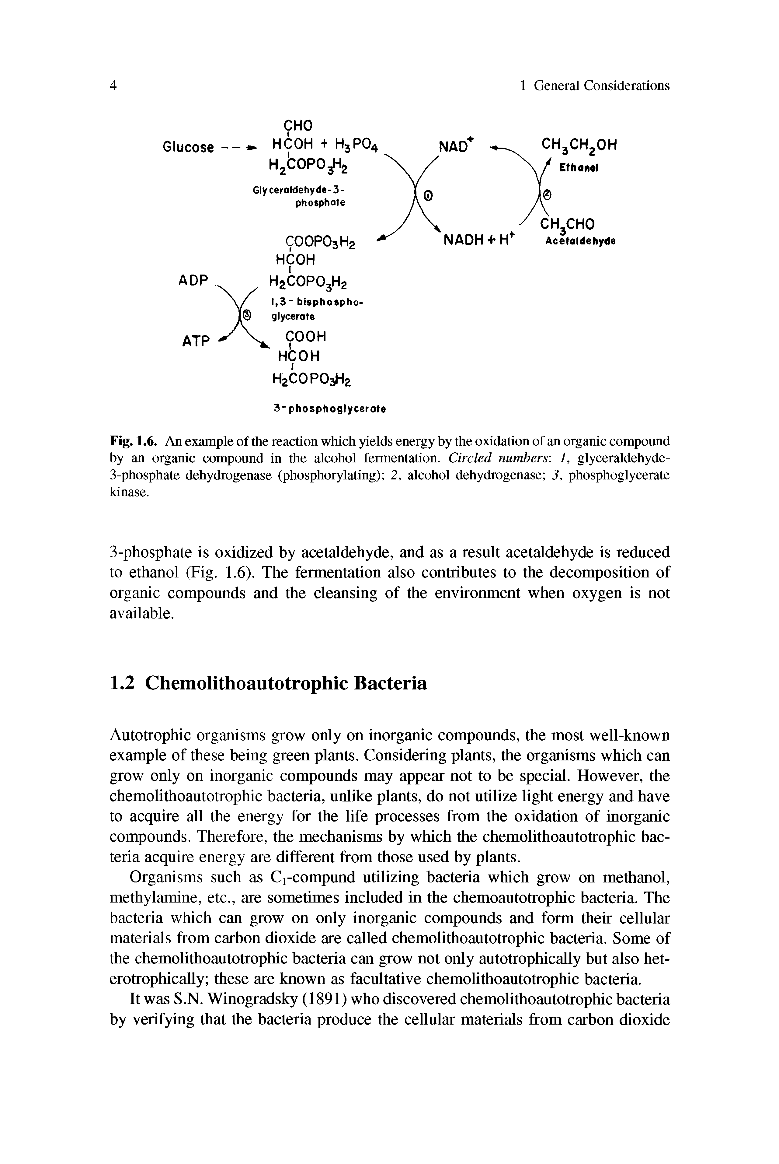 Fig. 1.6. An example of the reaction which yields energy by the oxidation of an organic compound by an organic compound in the alcohol fermentation. Circled numbers 1, glyceraldehyde-3-phosphate dehydrogenase (phosphorylating) 2, alcohol dehydrogenase 3, phosphoglycerate kinase.