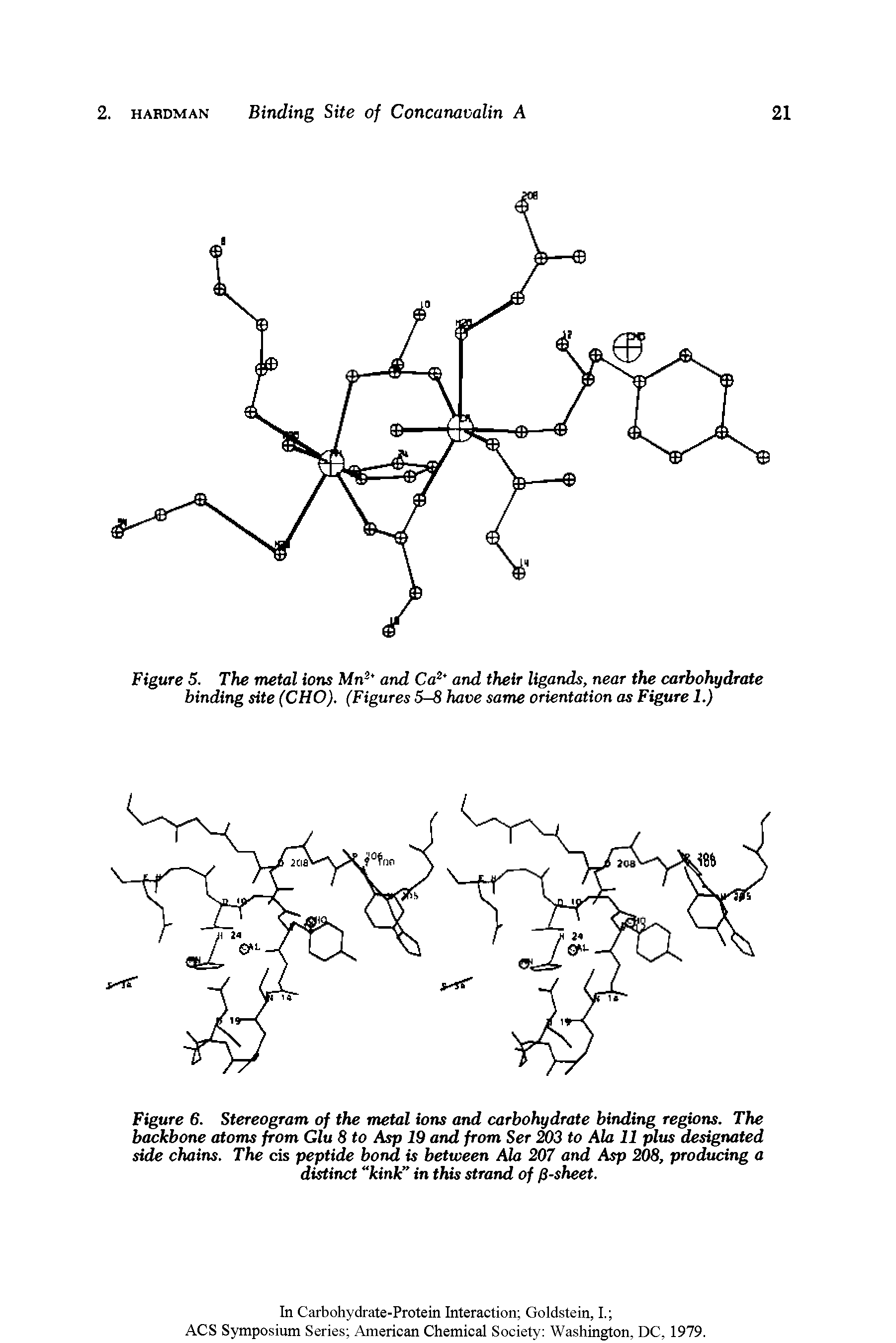 Figure 6. Stereogram of the metal ions and carbohydrate binding regions. The backbone atoms from Glu 8 to Asp 19 and from Ser 203 to Ala 11 plus designated side chains. The cis peptide bond is between Ala 207 and Asp 208, producing a distinct kink in this strand of /3-sheet.