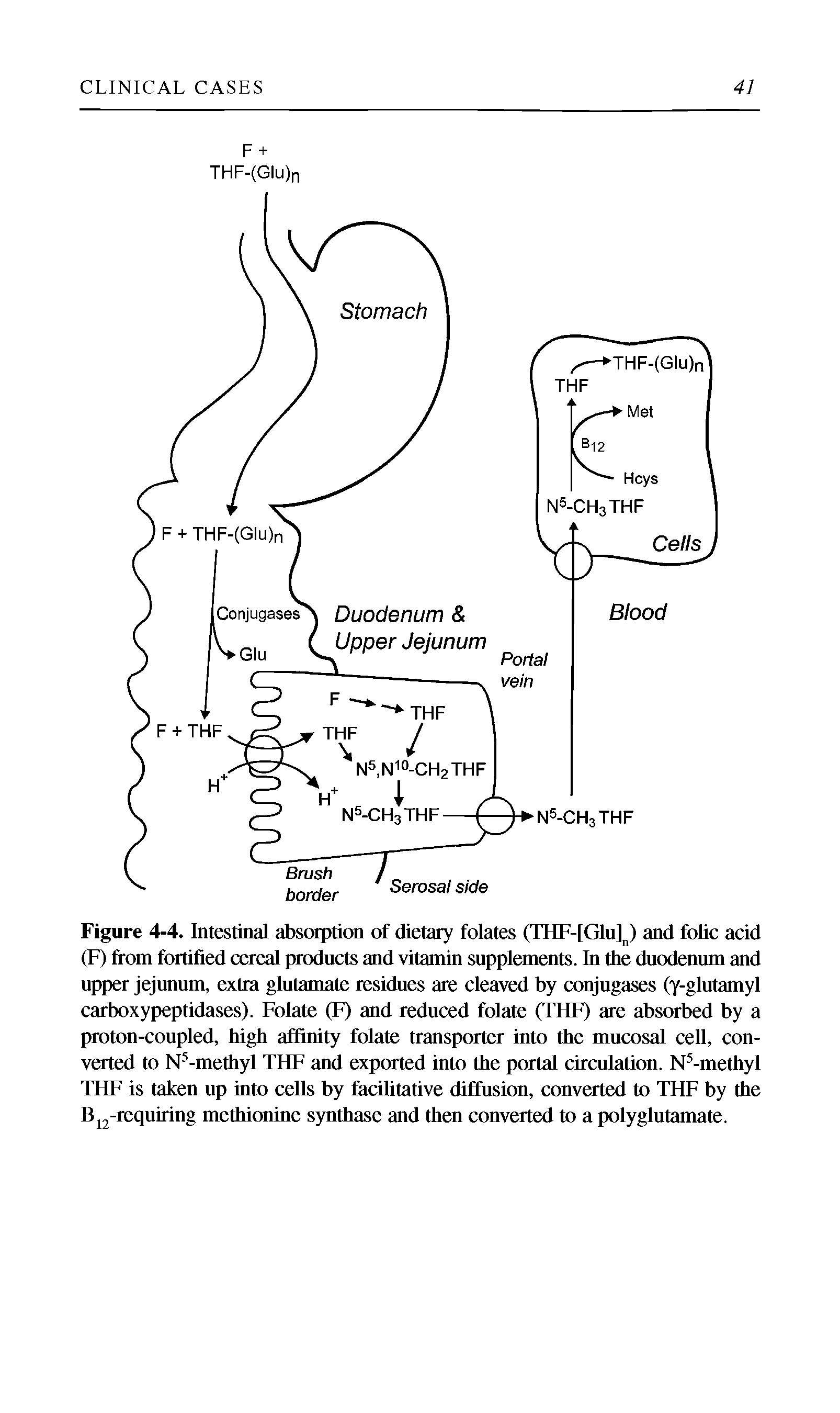 Figure 4-4. Intestinal absorption of dietary folates (THF-[Gluy and foUc acid (F) from fortified cereal products and vitamin supplements. In the duodenum and upper jejunum, extra glutamate residues are cleaved by conjugases (y-glutamyl carboxypeptidases). Folate (F) and reduced folate (THF) are absorbed by a proton-coupled, high affinity folate transporter into the mucosal cell, converted to N -methyl THF and exported into the portal circulation. N -methyl THF is taken up into cells by facilitative diffusion, converted to THF by the Bj -requiring methionine synthase and then converted to a polyglutamate.