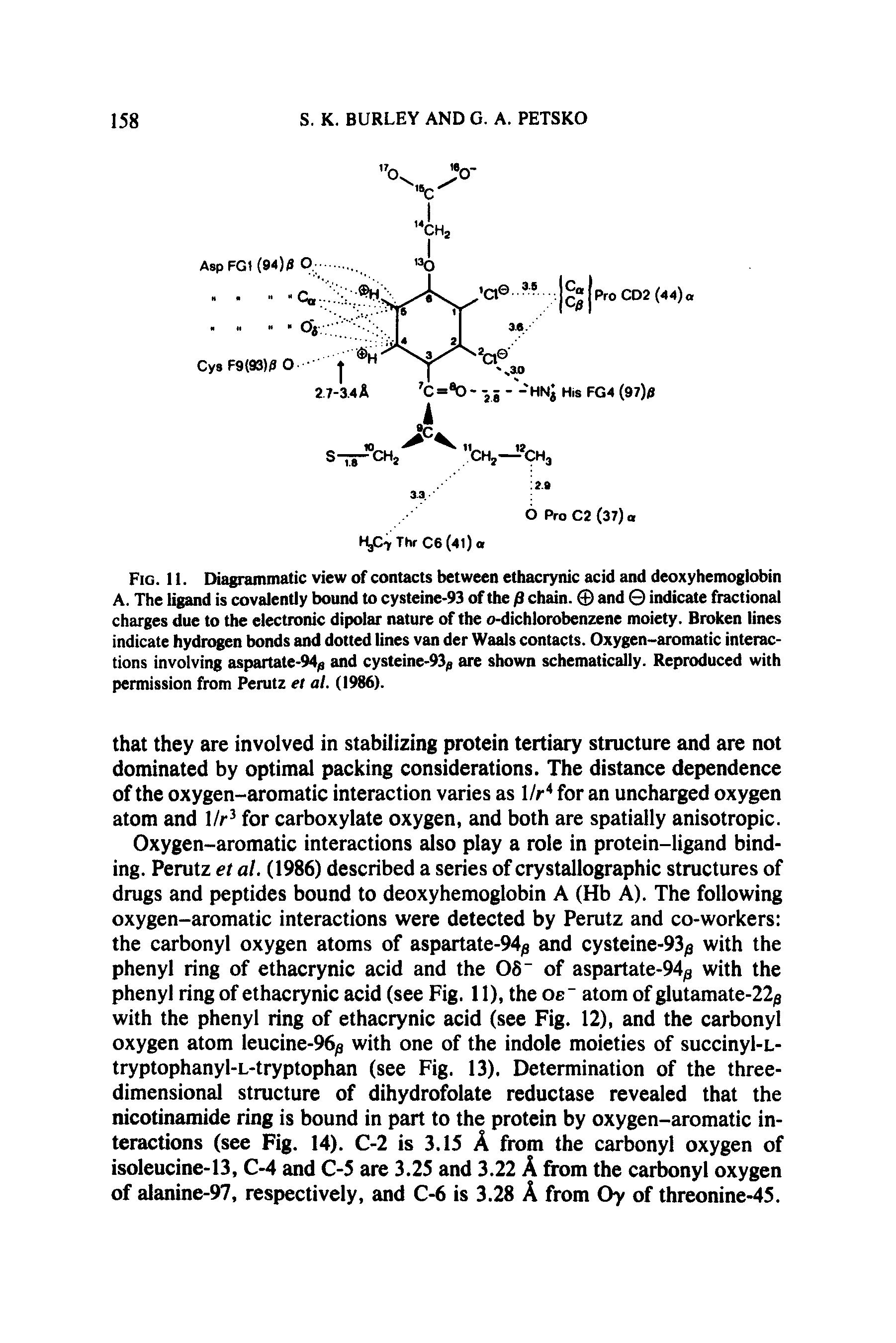 Fig. 11. Diagrammatic view of contacts between ethacrynic acid and deoxyhemoglobin A. The ligand is covalently bound to cysteine-93 of the p chain. and indicate fractional charges due to the electronic dipolar nature of the o-dichlorobenzene moiety. Broken lines indicate hydrogen bonds and dotted lines van der Waals contacts. Oxygen-aromatic interactions involving aspartate-94 and cysteine-93 are shown schematically. Reproduced with permission from Perutz et al. (1986).