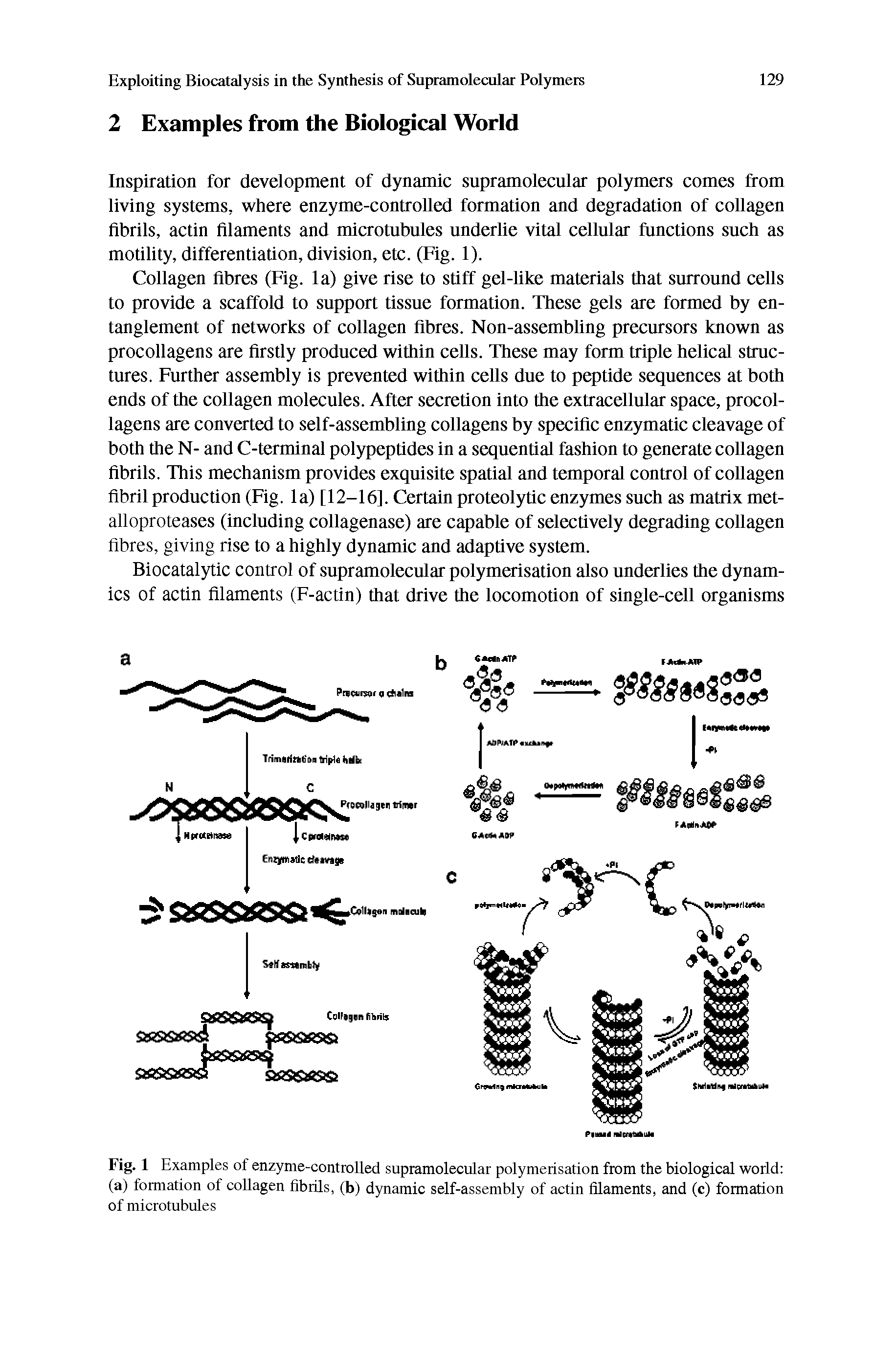 Fig. 1 Examples of enzyme-controlled supramolecular polymerisation from the biological world (a) formation of collagen fibrils, (b) dynamic self-assembly of actin filaments, and (c) formation of microtubules...