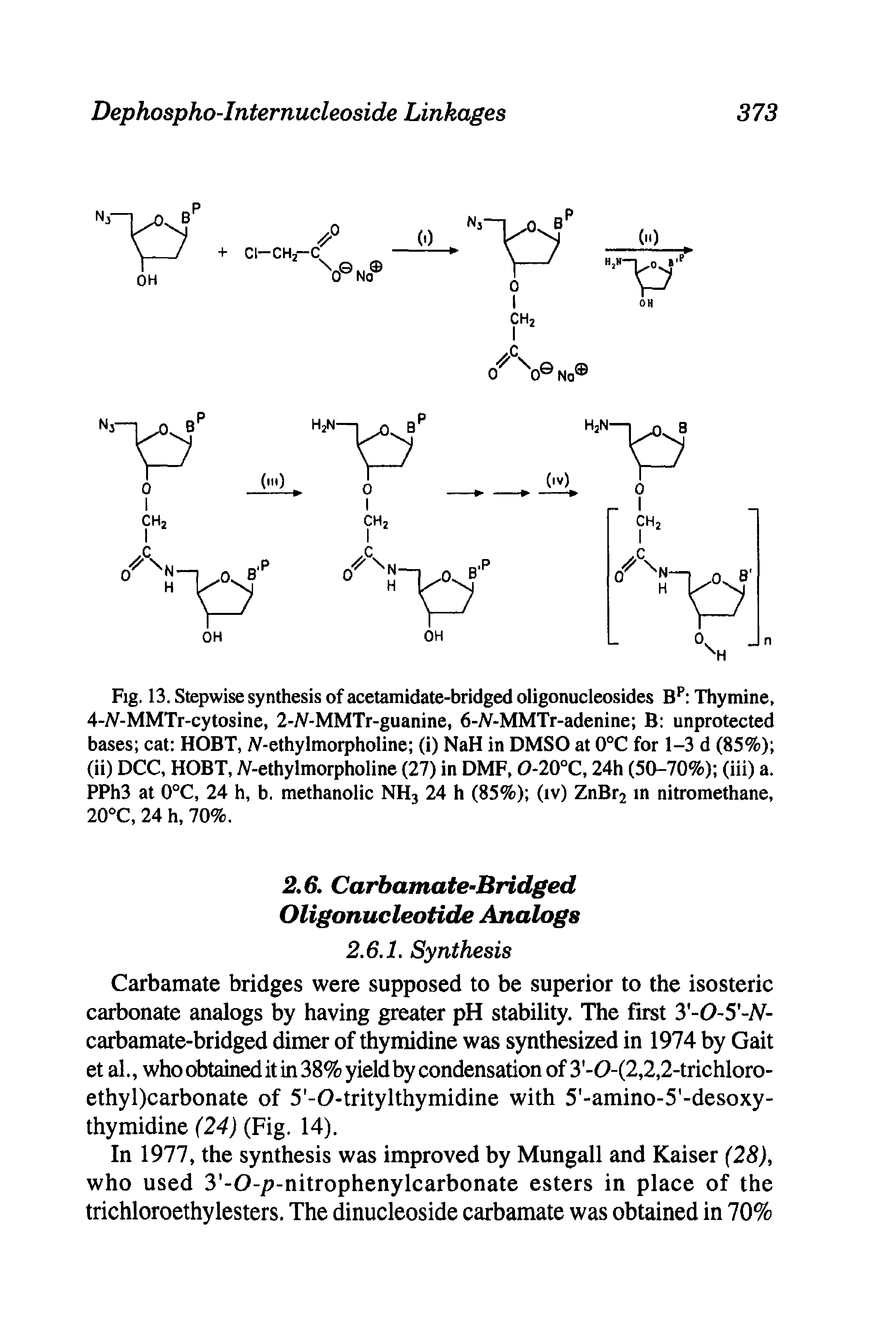 Fig. 13. Stepwise synthesis of acetamidate-bridged oligonucleosides B Thymine, 4-lV-MMTr-cytosine, 2-lV-MMTr-guanine, 6-TV-MMTr-adenine B unprotected bases cat HOBT, A -ethylmorpholine (i) NaH in DMSO at 0°C for 1-3 d (85%) (ii) DCC, HOBT, IV-ethylmorpholine (27) in DMF, O-20°C, 24h (50-70%) (iii) a. PPh3 at 0°C, 24 h, b. methanolic NHj 24 h (85%) (iv) ZnBr2 in nitromethane, 20°C, 24 h, 70%.