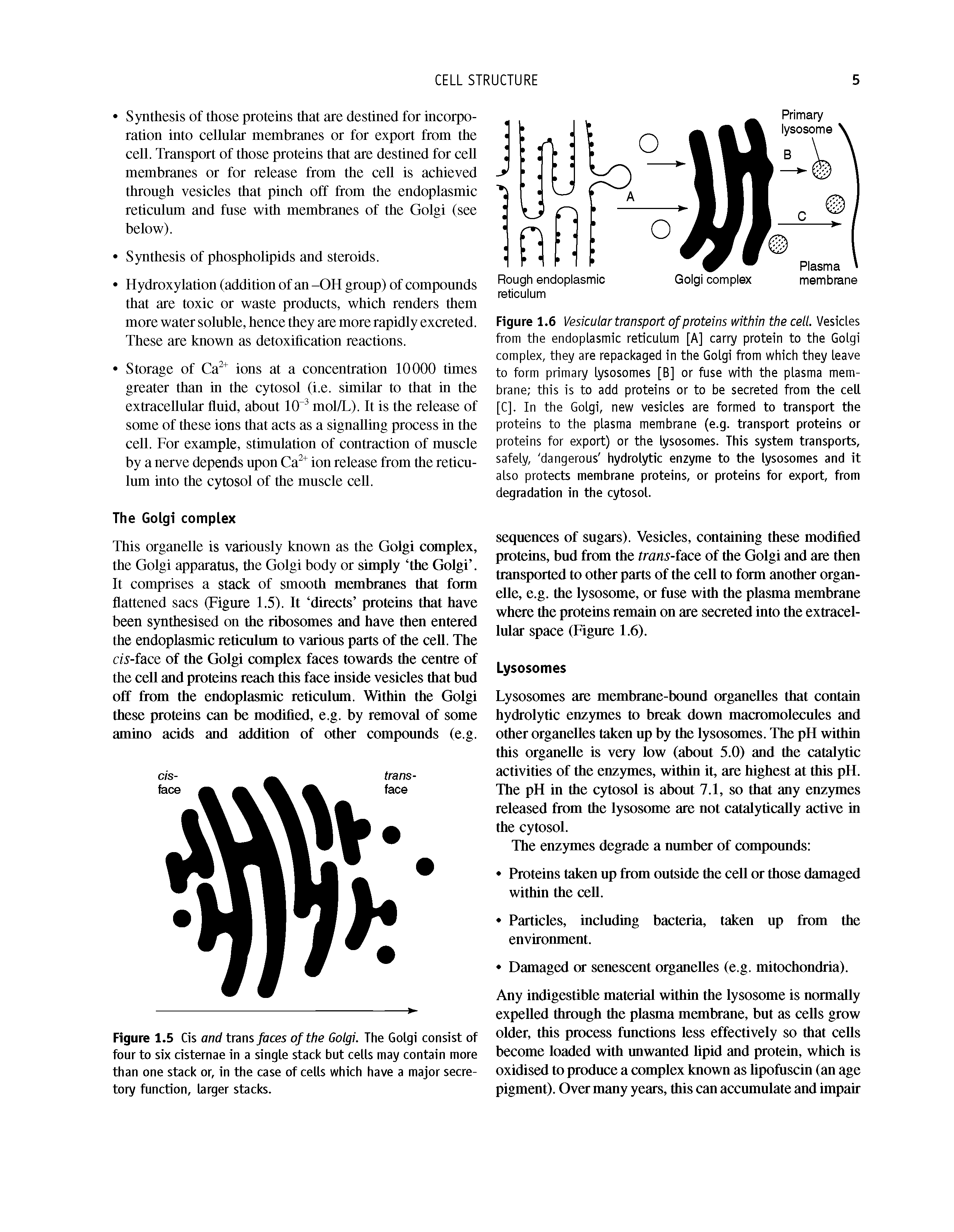 Figure 1.6 Vesicular transport of proteins within the cell. Vesicles from the endoplasmic reticulum [A] carry protein to the Golgi complex, they are repackaged in the Golgi from which they leave to form primary lysosomes [B] or fuse with the plasma membrane this is to add proteins or to be secreted from the cell [C]. In the Golgi, new vesicles are formed to transport the proteins to the plasma membrane (e.g. transport proteins or proteins for export) or the lysosomes. This system transports, safely, dangerous hydrolytic enzyme to the lysosomes and it also protects membrane proteins, or proteins for export, from degradation in the cytosol.