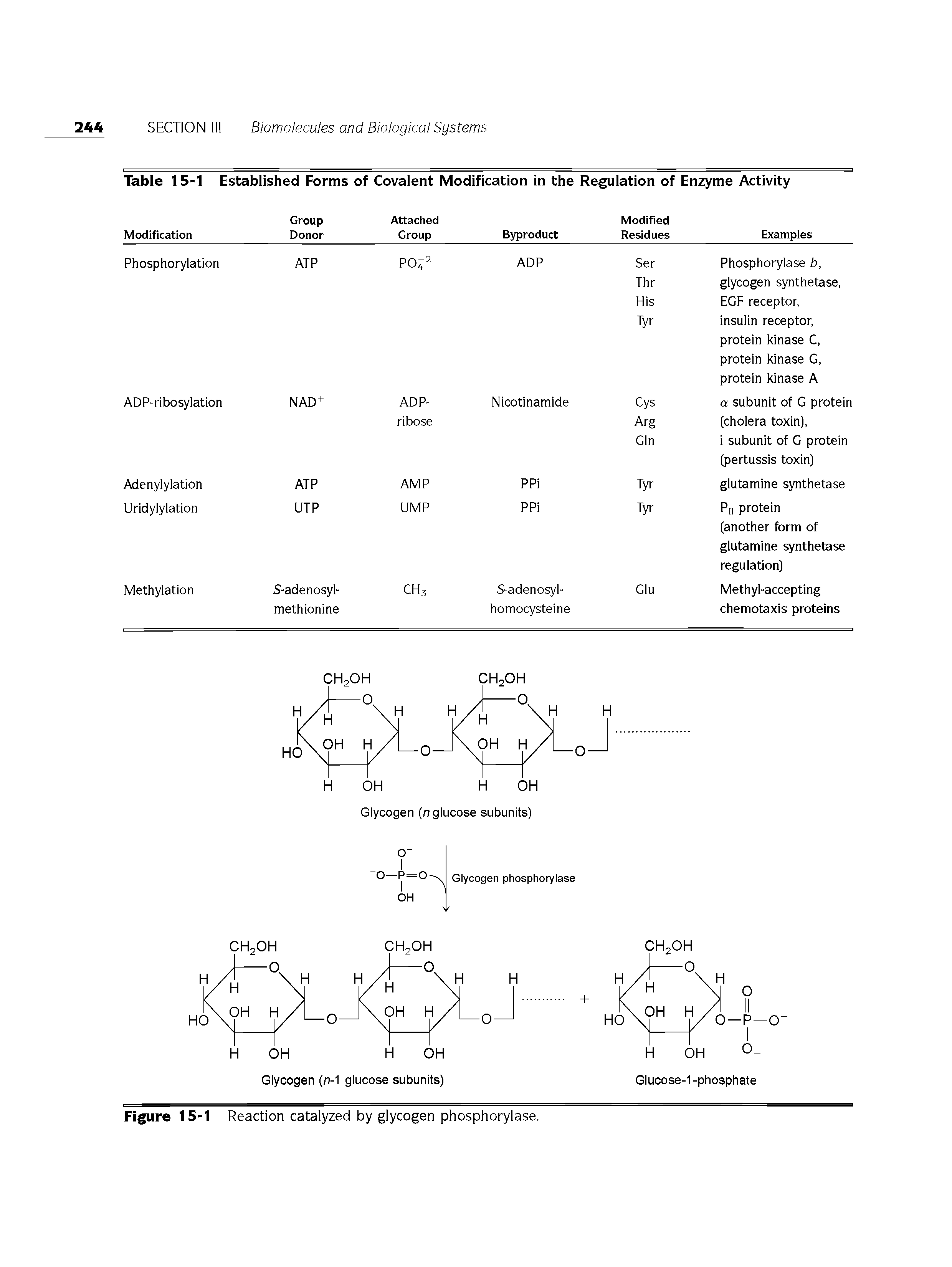 Table 15-1 Established Forms of Covalent Modification in the Regulation of Enzyme Activity...