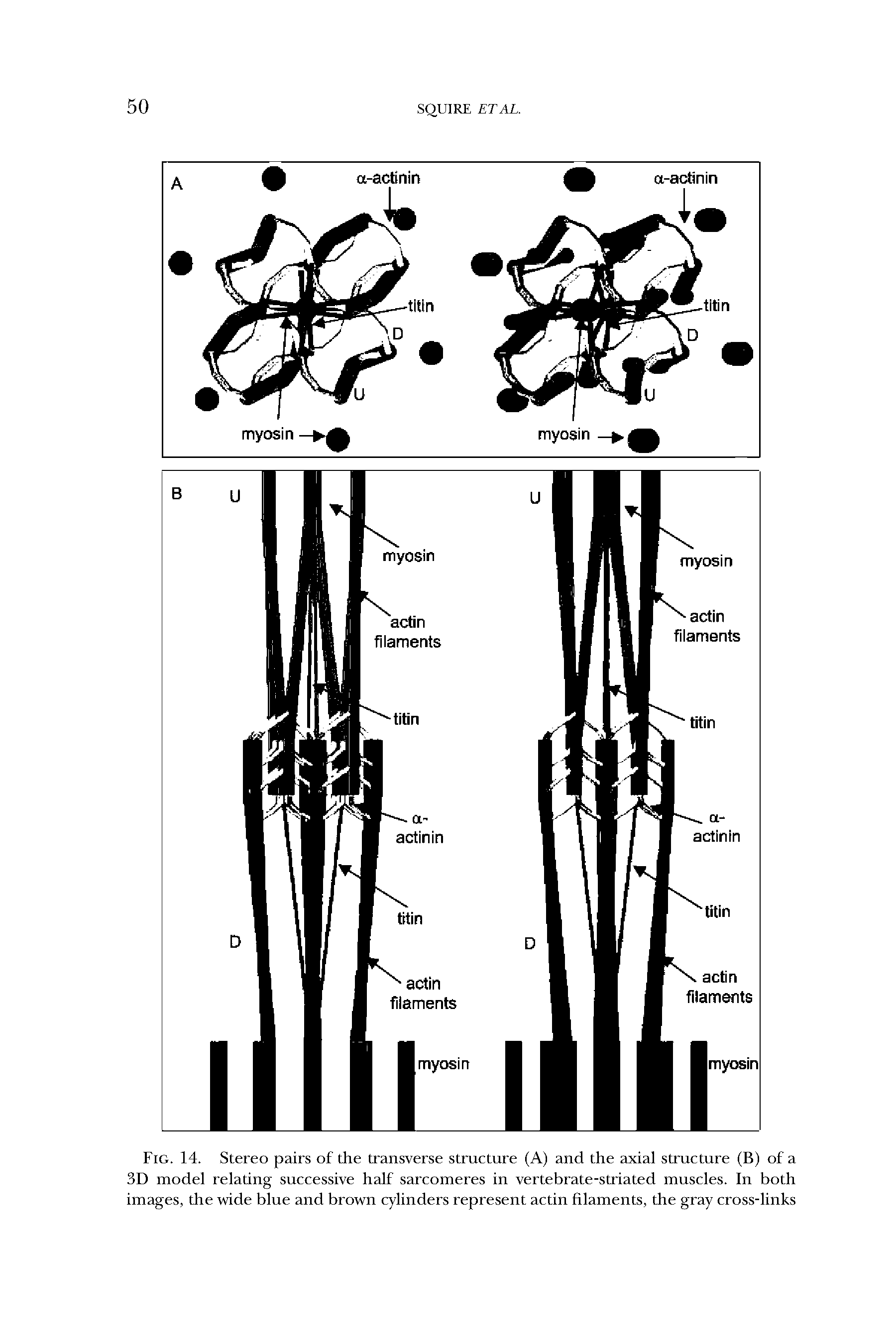 Fig. 14. Stereo pairs of the transverse structure (A) and the axial structure (B) of a 3D model relating successive half sarcomeres in vertebrate-striated muscles. In both images, the wide blue and brown cylinders represent actin filaments, the gray cross-links...