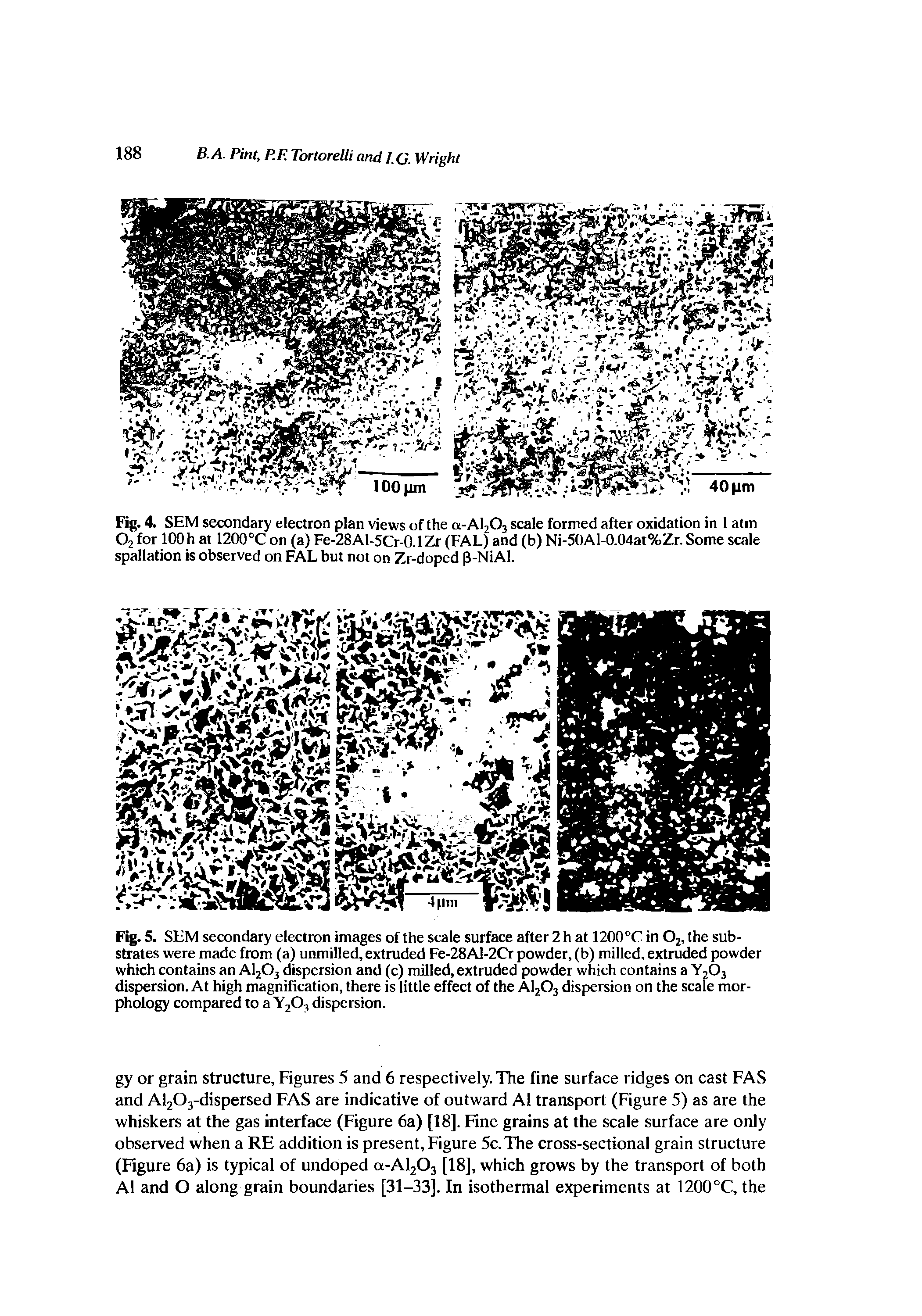 Fig. 4. SEM secondary electron plan views of the a-Al203 scale formed after oxidation in 1 atm 02 for lOOh at 1200°C on (a) Fe-28Al-5Cr-0.1Zr (FAL) and (b) Ni-50Al-0.04at%Zr.Some scale spallation is observed on FAL but not on Zr-doped [3-NiAl.