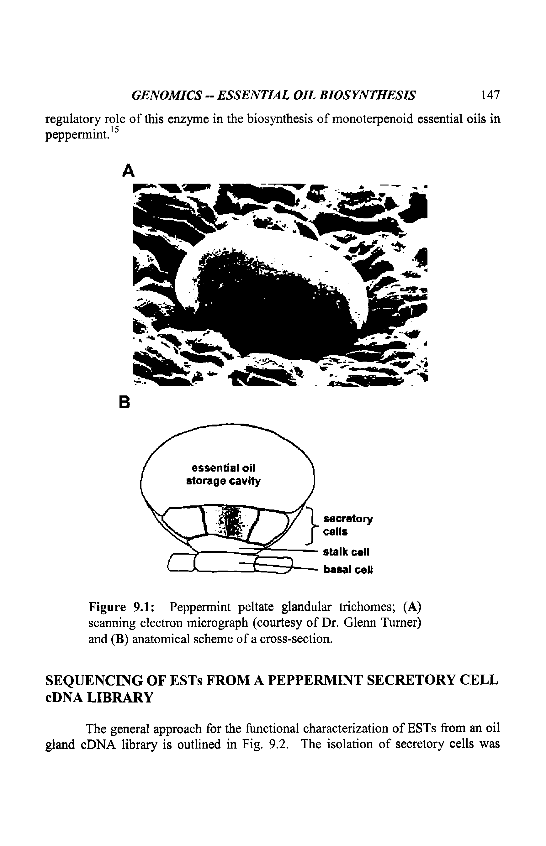 Figure 9.1 Peppermint peltate glandular trichomes (A) scanning electron micrograph (courtesy of Dr. Glenn Turner) and (B) anatomical scheme of a cross-section.