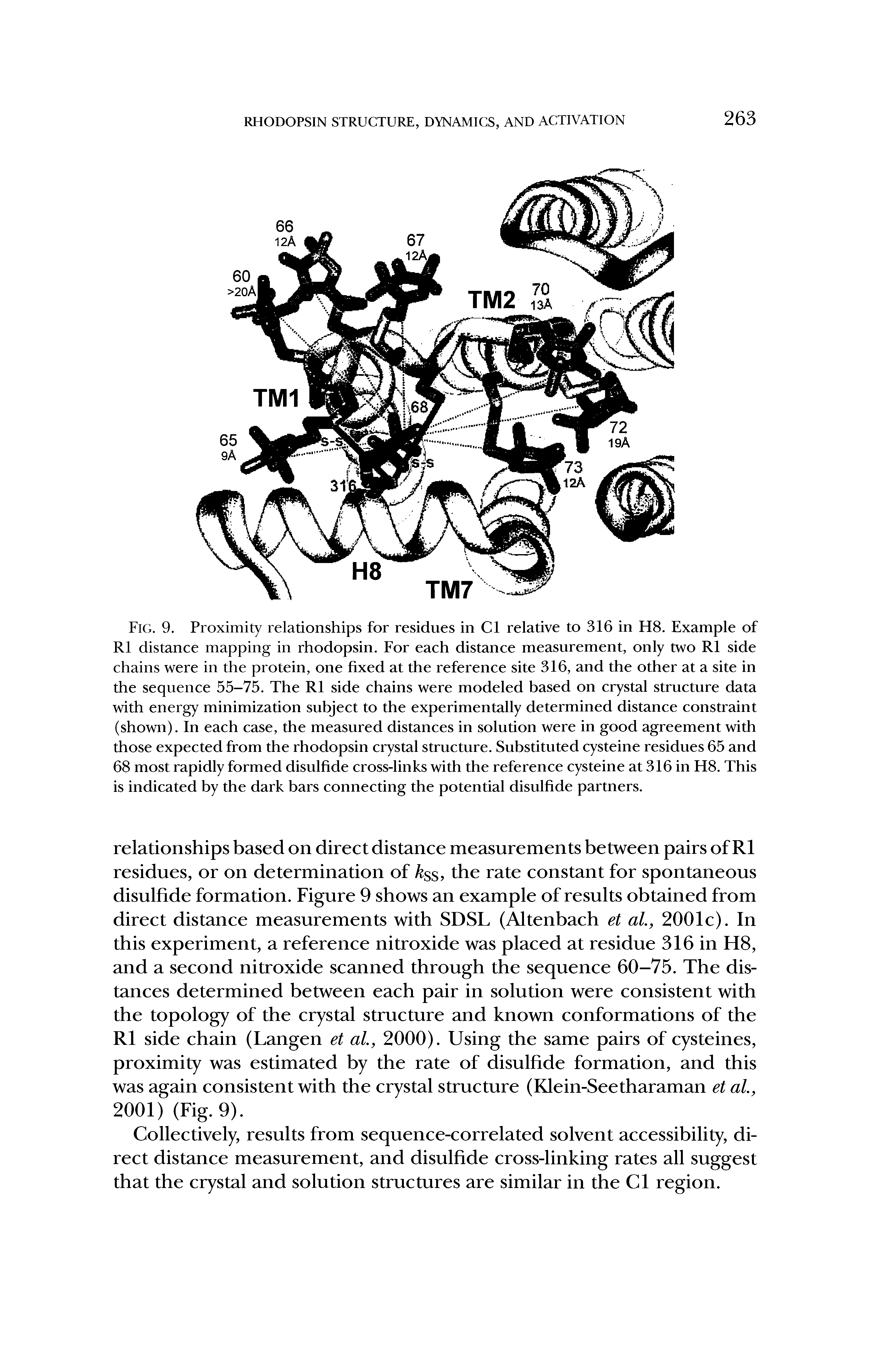 Fig. 9. Proximity relationships for residues in Cl relative to 316 in H8. Example of R1 distance mapping in rhodopsin. For each distance measurement, only two R1 side chains were in the protein, one fixed at the reference site 316, and the other at a site in the sequence 55-75. The R1 side chains were modeled based on crystal structure data with energy minimization subject to the experimentally determined distance constraint (shown). In each case, the measured distances in solution were in good agreement with those expected from the rhodopsin crystal structure. Substituted cysteine residues 65 and 68 most rapidly formed disulfide cross-links with the reference cysteine at 316 in H8. This is indicated by the dark bars connecting the potential disulfide partners.