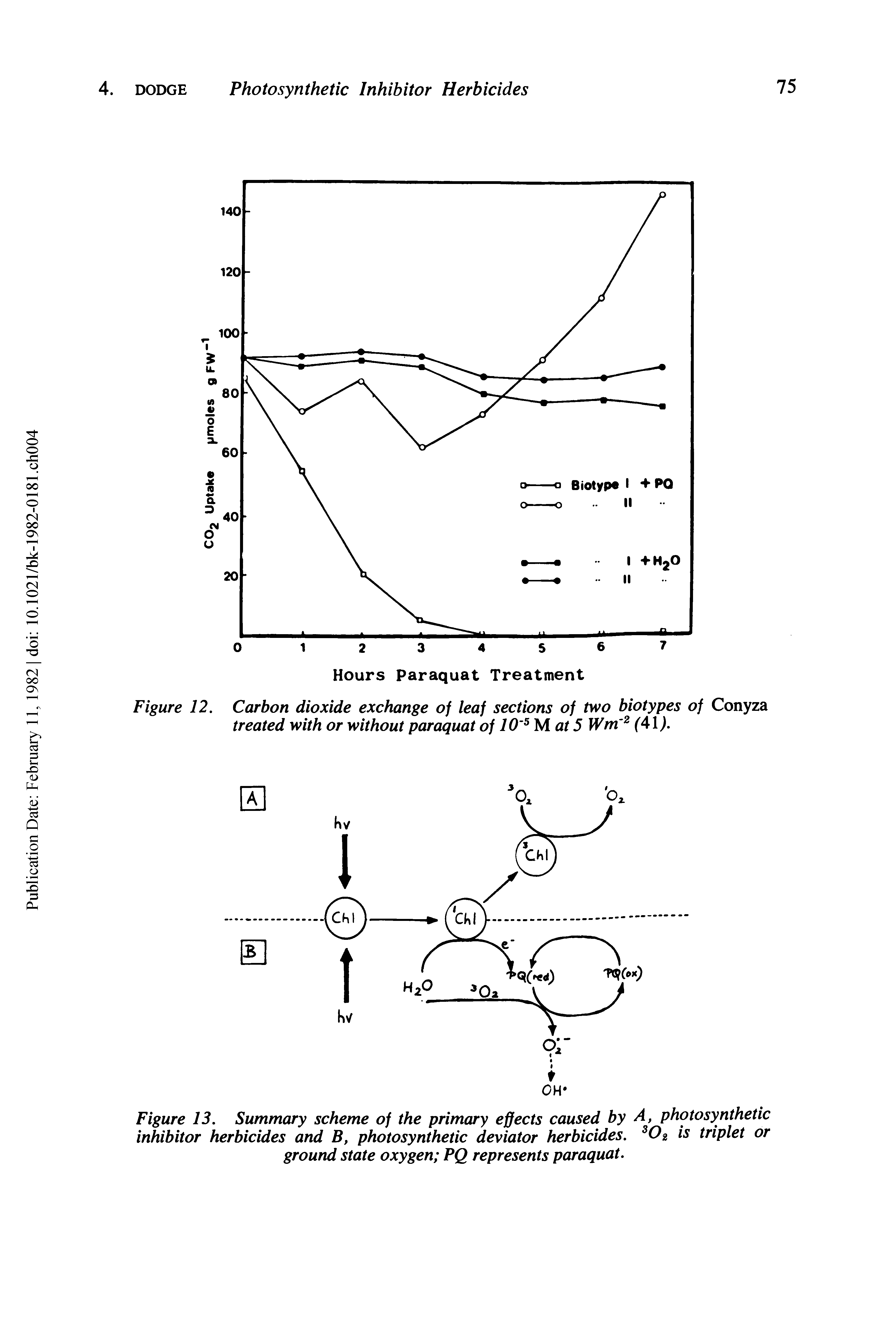 Figure 12. Carbon dioxide exchange of leaf sections of two biotypes of Conyza treated with or without paraquat of 10 Mat 5 Wm (41. ...