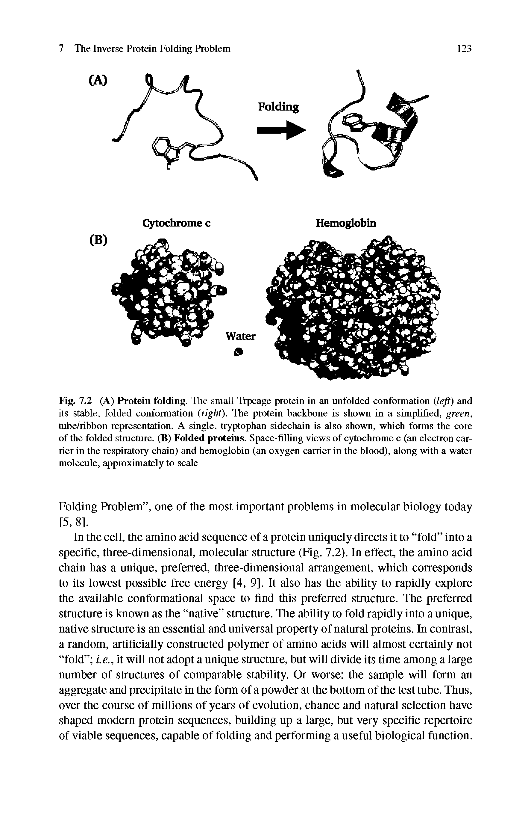 Fig. 7.2 (A) Protein folding. The small Trpcage protein in an unfolded conformation (left) and its stable, folded conformation (right). The protein backbone is shown in a simpMed, green, tube/ribbon representation. A single, tryptophan sidechain is also shown, which forms the core of the folded structure. (B) Folded proteins. Space-filhng views of cytochrome c (an electron carrier in the respiratory chain) and hemoglobin (an oxygen carrier in the blood), along with a water molecule, approximately to scale...