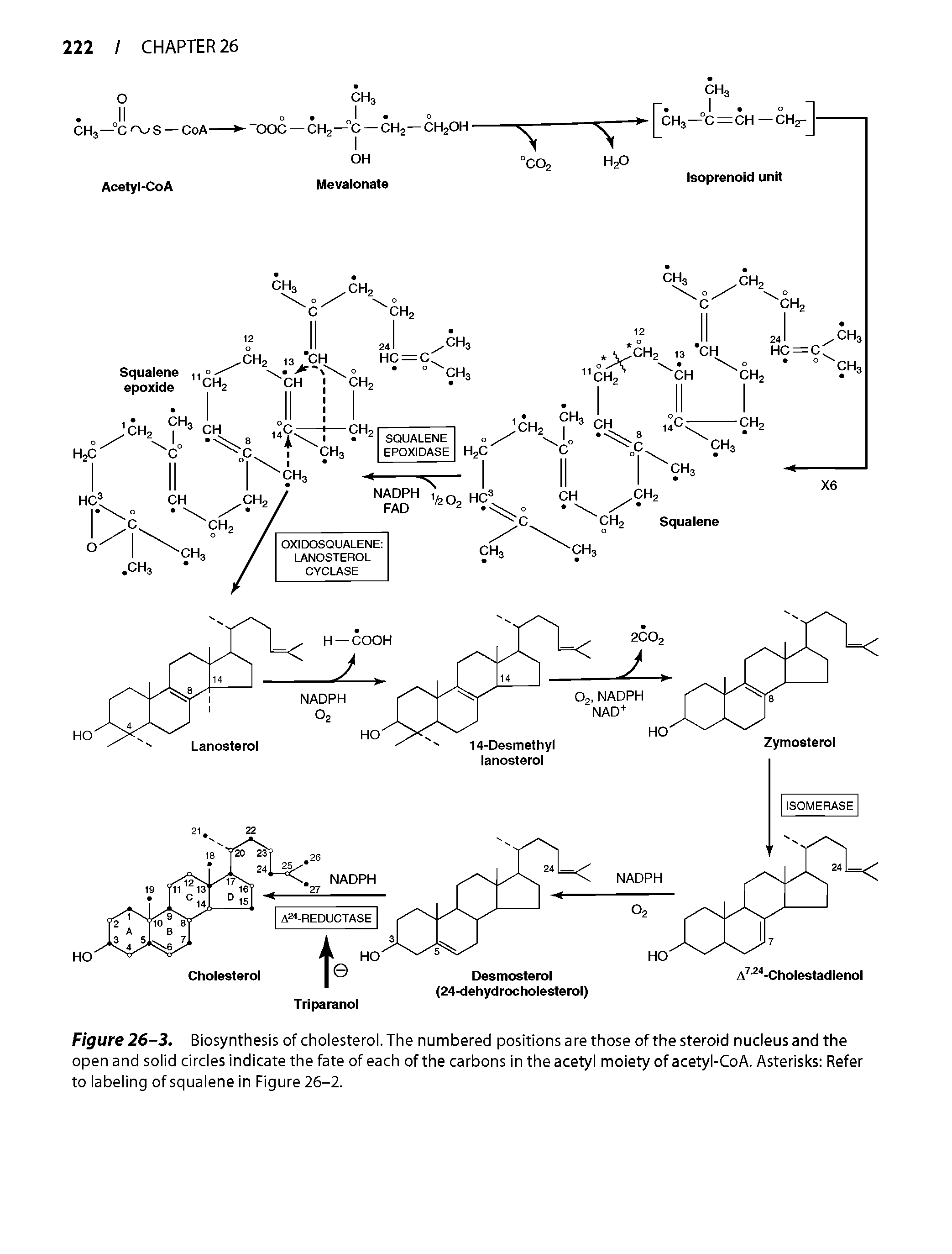 Figure 26-3. Biosynthesis of cholesterol. The numbered positions are those of the steroid nucleus and the open and solid circles indicate the fate of each of the carbons in the acetyl moiety of acetyl-CoA. Asterisks Refer to labeling of squalene in Figure 26-2.