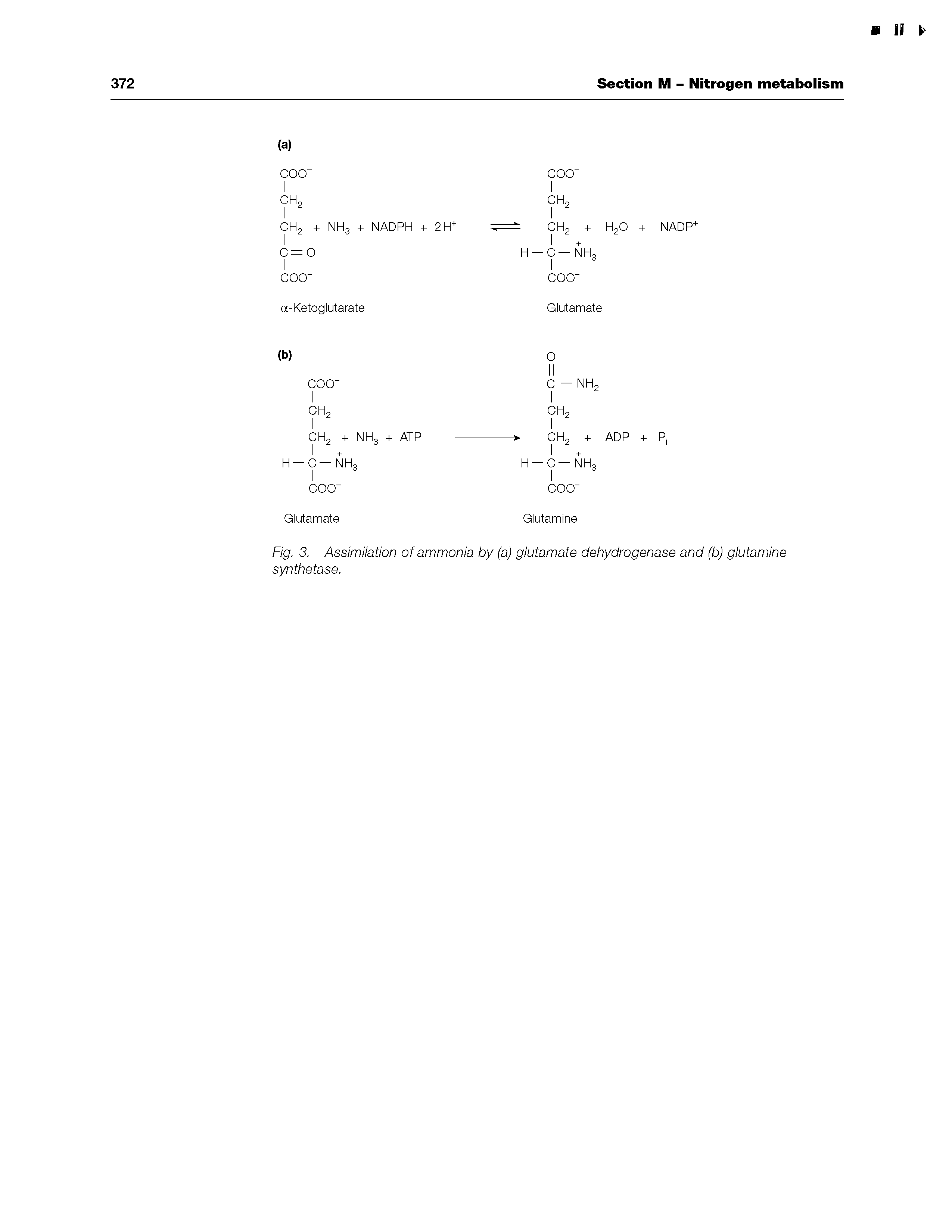 Fig. 3. Assimilation of ammonia by (a) glutamate dehydrogenase and (b) glutamine synthetase.