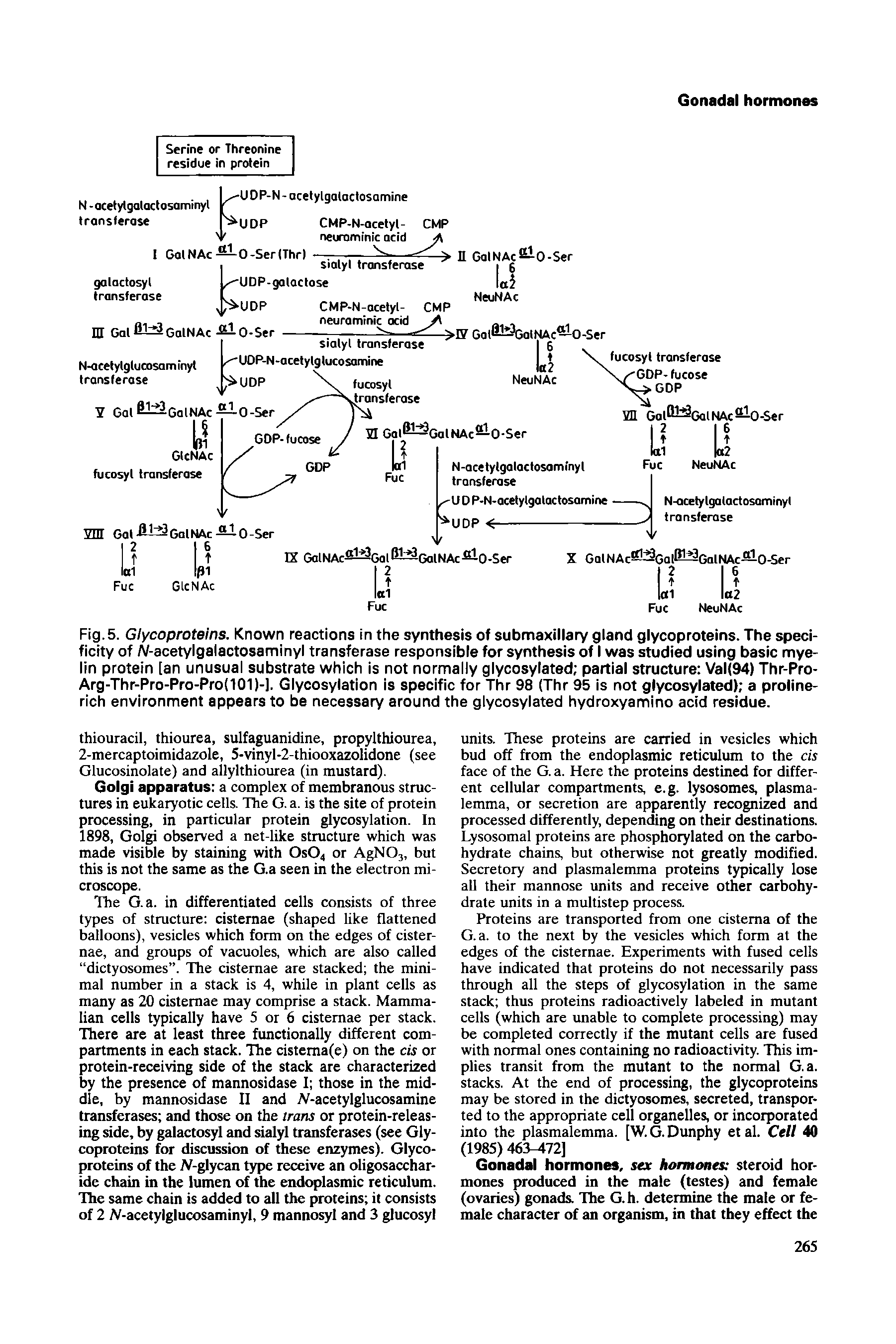 Fig. 5. Glycoproteins. Known reactions in the synthesis of submaxillary gland glycoproteins. The specificity of AZ-acetylgalactosaminyl transferase responsible for synthesis of I was studied using basic myelin protein [an unusual substrate which is not normally glycosylated partial structure Val(94) Thr-Pro-Arg-Thr-Pro-Pro-Pro(IOI)-]. Glyeosylation is specific for Thr 98 (Thr 95 is not glycosylated) a proline-rich environment appears to be necessary around the glycosylated hydroxyamino acid residue.