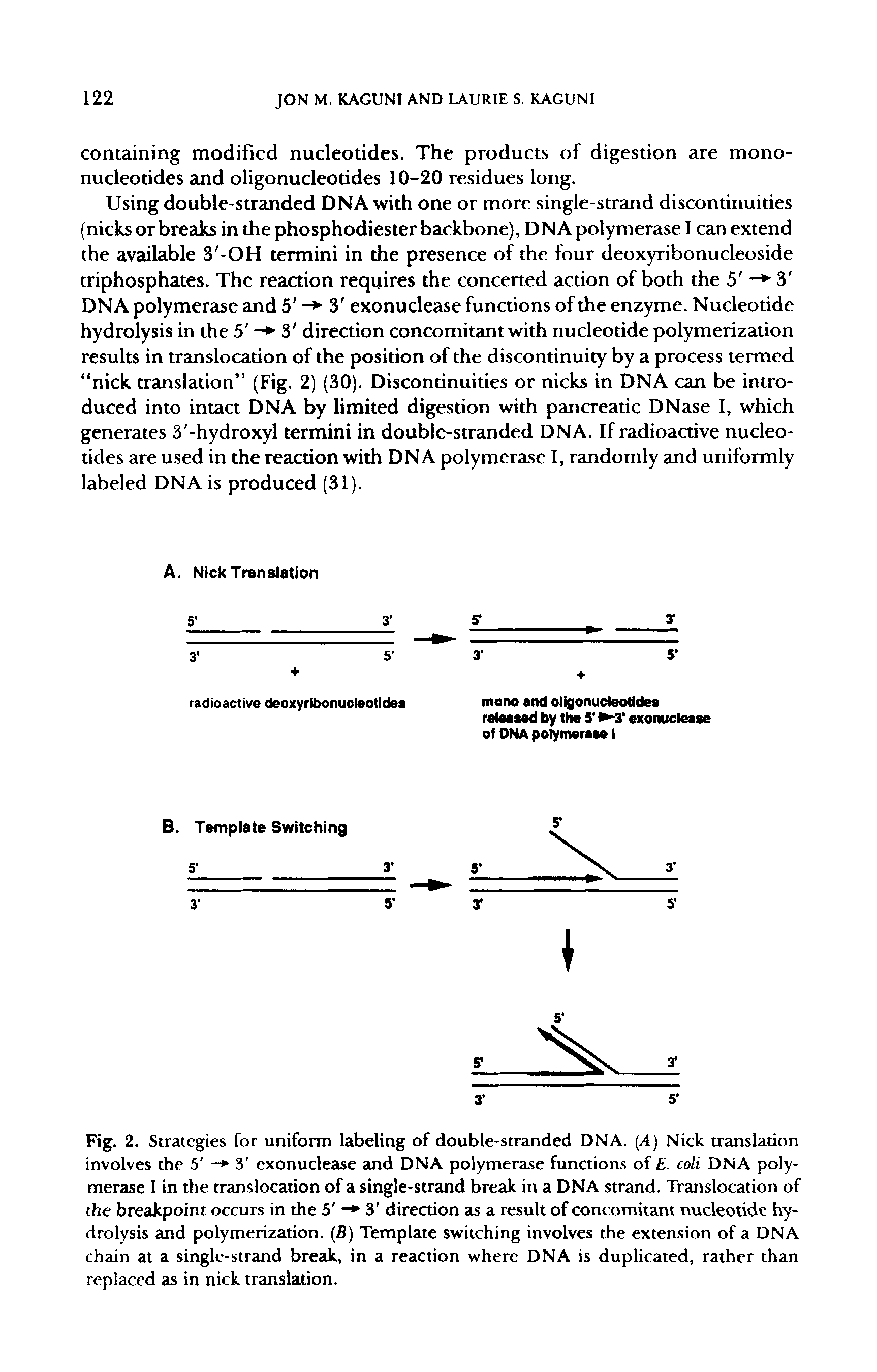 Fig. 2. Strategies for uniform labeling of double-stranded DNA. (A) Nick translauon involves the 5 - 3 exonuclease and DNA polymerase functions of E. coli DNA polymerase 1 in the translocation of a single-strand break in a DNA strand. Trcuislocation of the breakpoint occurs in the 5 - 3 direction as a result of concomitant nucleotide hydrolysis and polymerization. (B) Template switching involves the extension of a DNA chain at a single-strand break, in a reaction where DNA is duplicated, rather than replaced as in nick treuislation.