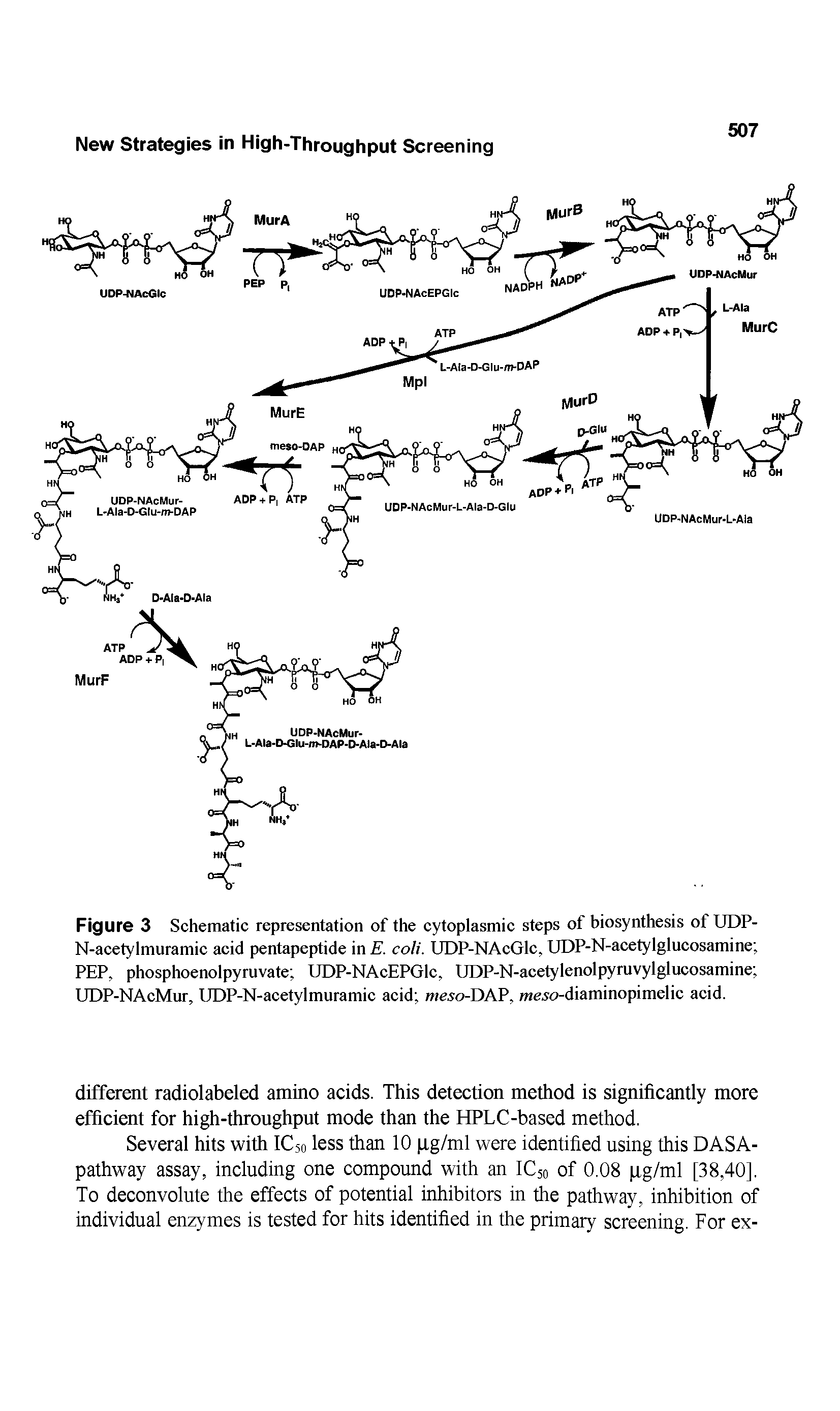 Figure 3 Schematic representation of the cytoplasmic steps of biosynthesis of UDP-N-acetylmuramic acid pentapeptide in E. coli. UDP-NAcGlc, UDP-N-acetylglucosamine PEP, phosphoenolpyruvate UDP-NAcEPGlc, UDP-N-acetylenolpyruvylglucosamine UDP-NAcMur, UDP-N-acetylmuramic acid meso-DAV, meso-diaminopimelic acid.