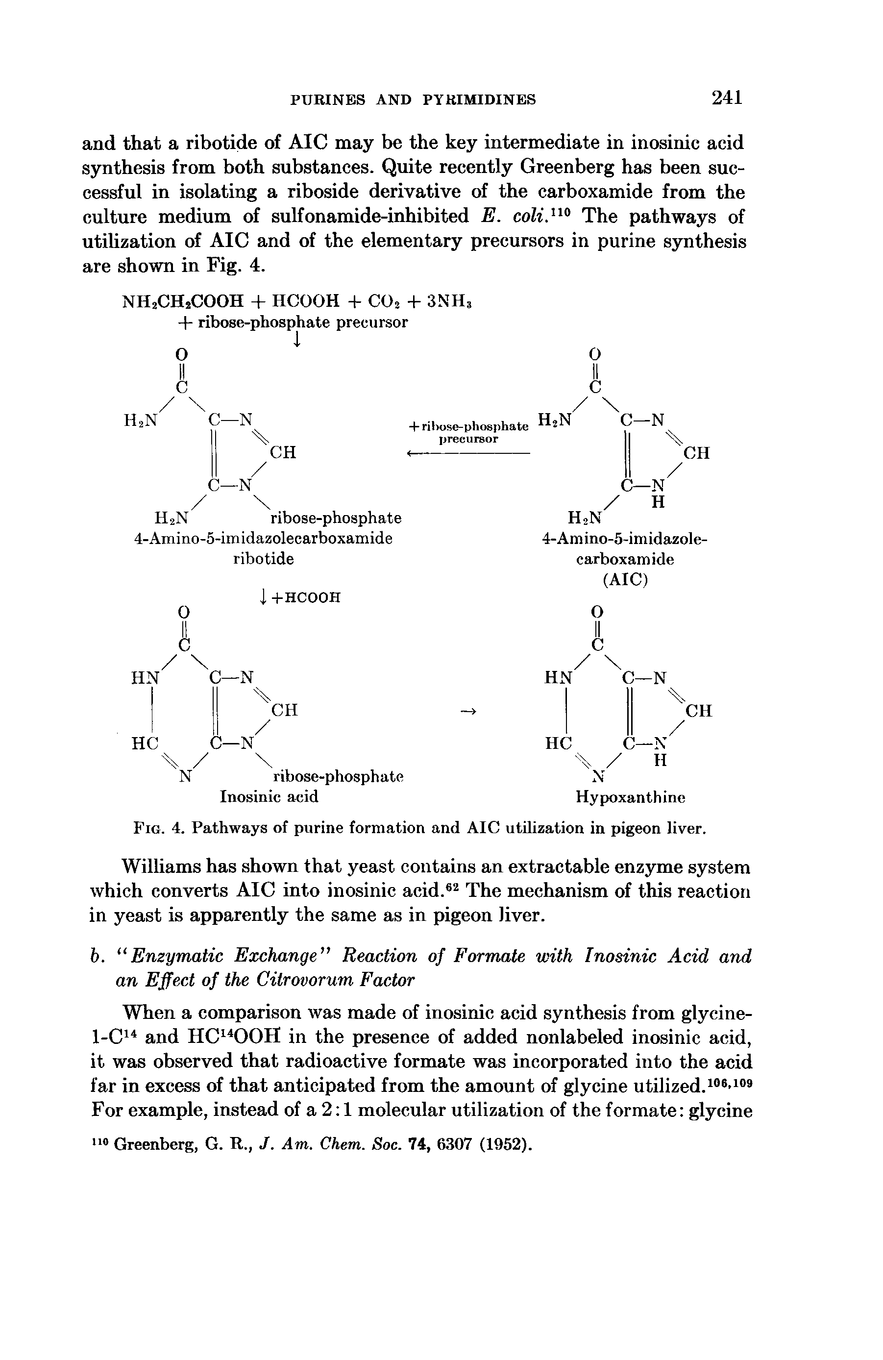 Fig. 4. Pathways of purine formation and AIC utilization in pigeon liver.