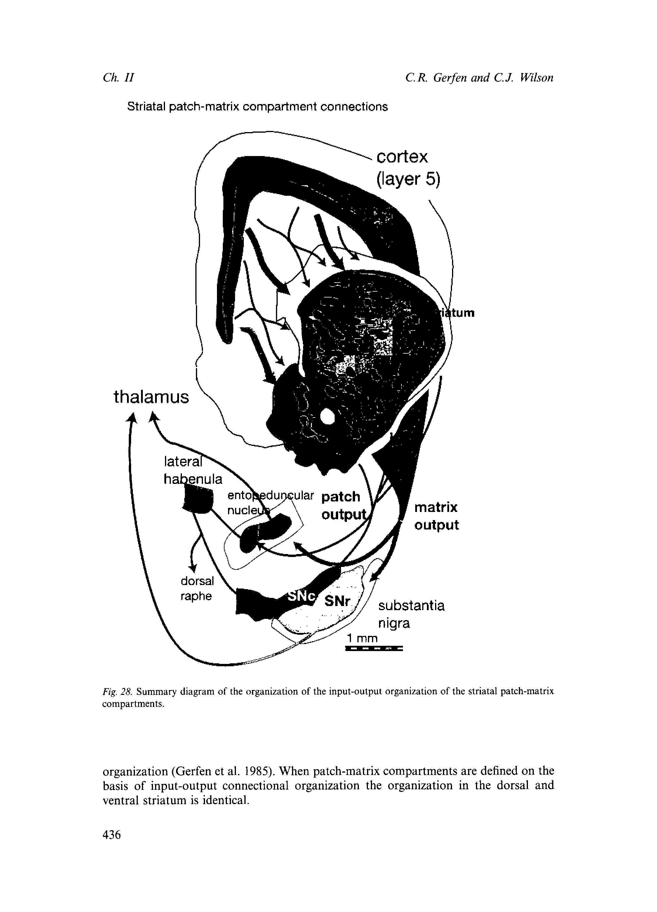 Fig. 28. Summary diagram of the orgairization of the input-output organization of the striatal patch-matrix compartments.
