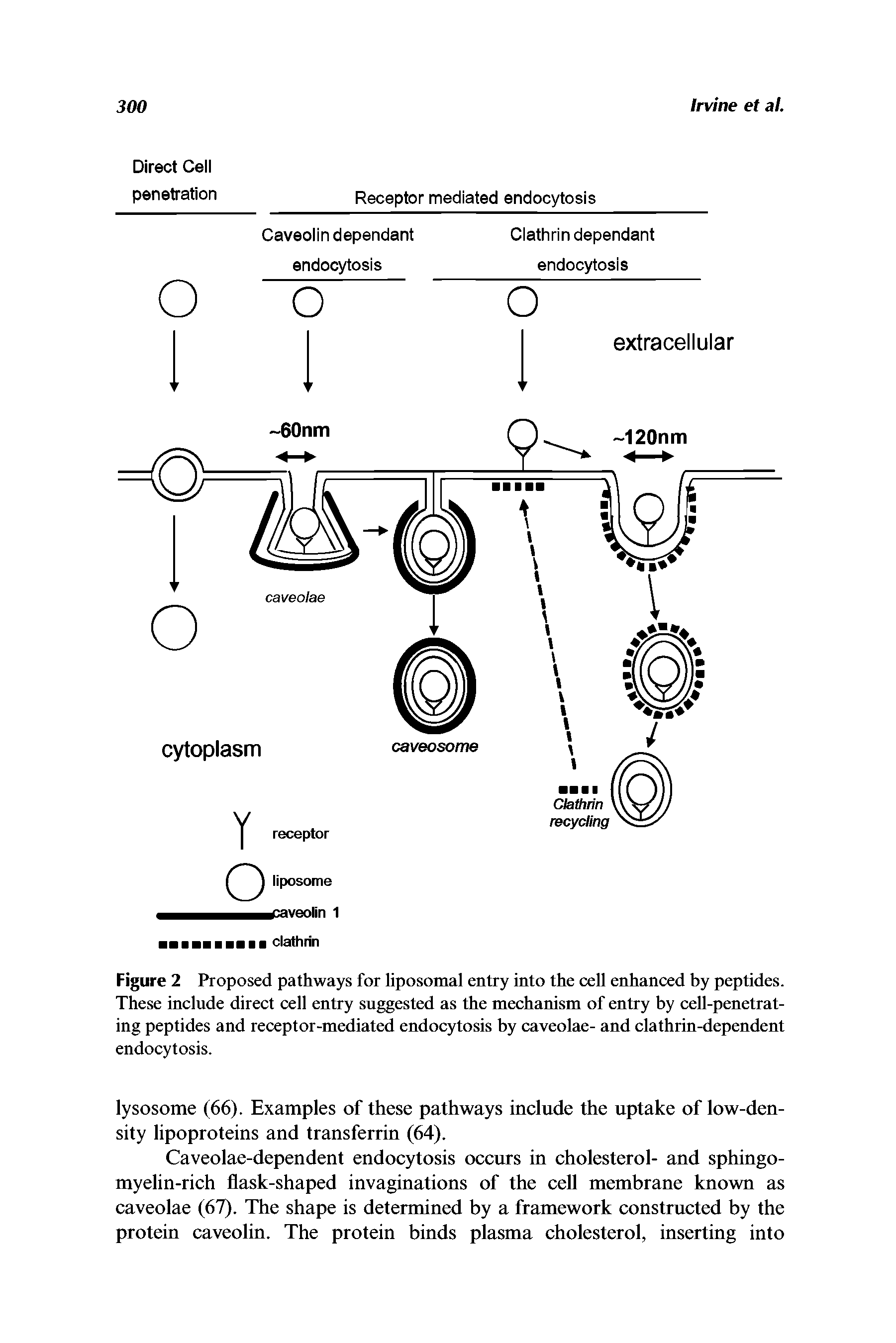 Figure 2 Proposed pathways for liposomal entry into the cell enhanced by peptides. These include direct cell entry suggested as the mechanism of entry by cell-penetrating peptides and receptor-mediated endocytosis by caveolae- and clathrin-dependent endocytosis.