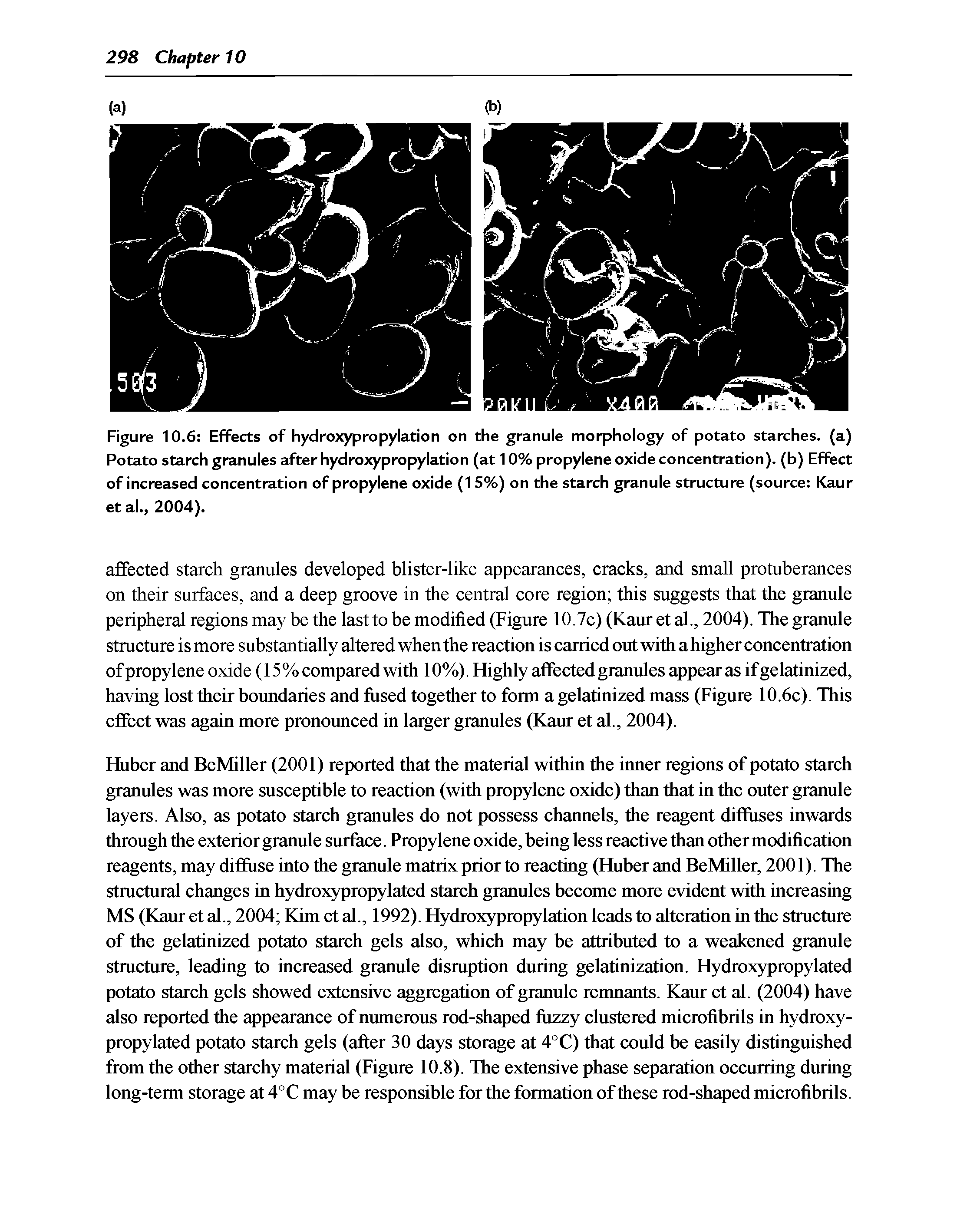 Figure 10.6 Effects of hydroxypropylation on the granule morphology of potato starches, (a) Potato starch granules after hydroxypropylation (at 10% propylene oxide concentration), (b) Effect of increased concentration of propylene oxide (15%) on the starch granule structure (source Kaur et al., 2004).