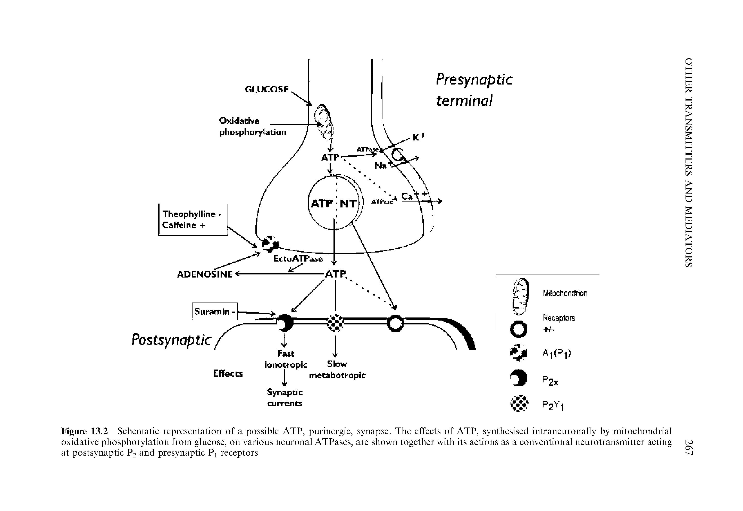 Figure 13.2 Schematic representation of a possible ATP, purinergic, synapse. The effects of ATP, synthesised intraneuronally by mitochondrial oxidative phosphorylation from glucose, on various neuronal ATPases, are shown together with its actions as a conventional neurotransmitter acting at postsynaptic P2 and presynaptic Pj receptors...
