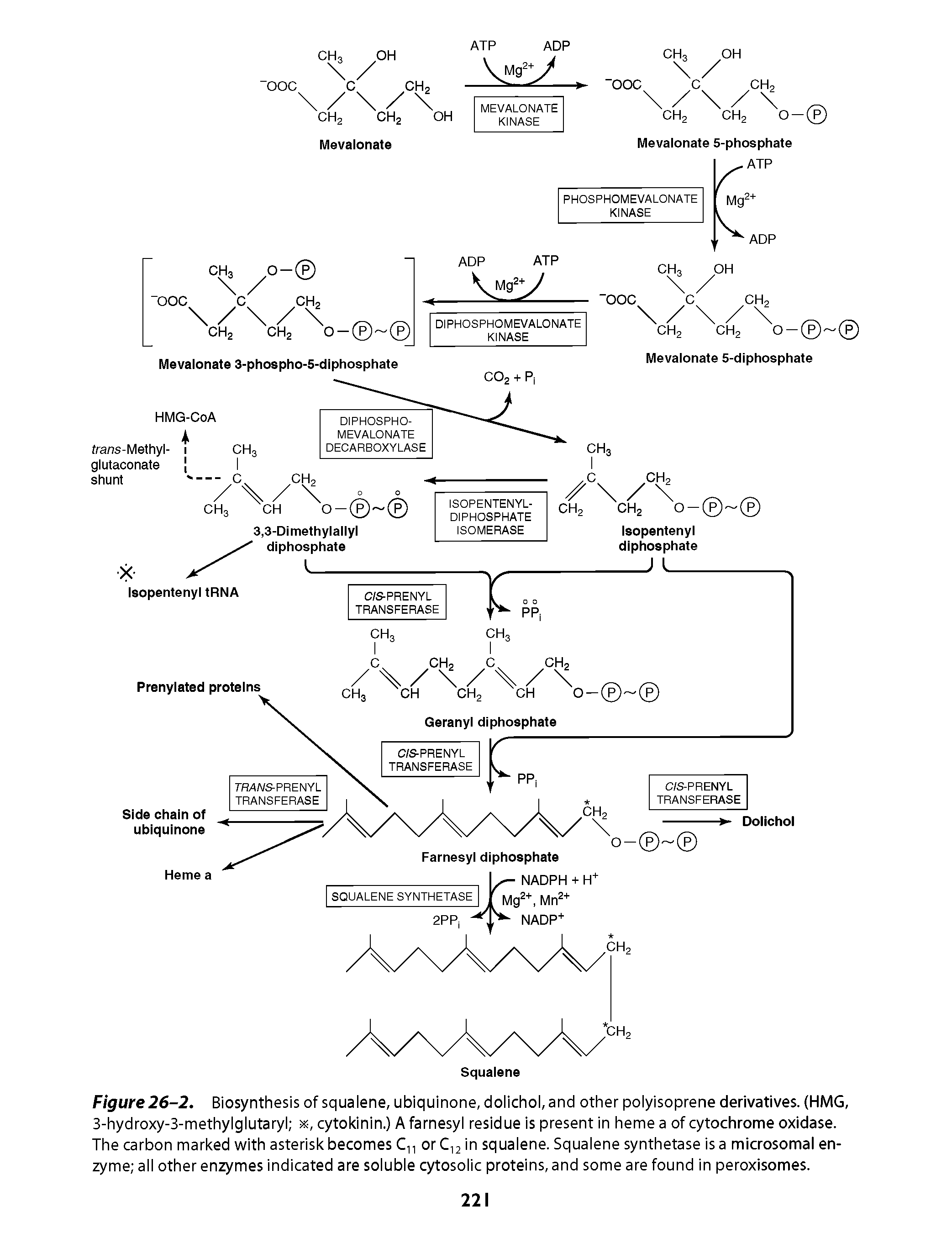 Figure26-2. Biosynthesis of squalene, ubiquinone, dolichol, and other polyisoprene derivatives. (HMG, 3-hydroxy-3-methylglutaryl x, cytokinin.) A farnesyl residue is present in heme a of cytochrome oxidase. The carbon marked with asterisk becomes C or C,2 in squalene. Squalene synthetase is a microsomal enzyme all other enzymes indicated are soluble cytosolic proteins, and some are found in peroxisomes.
