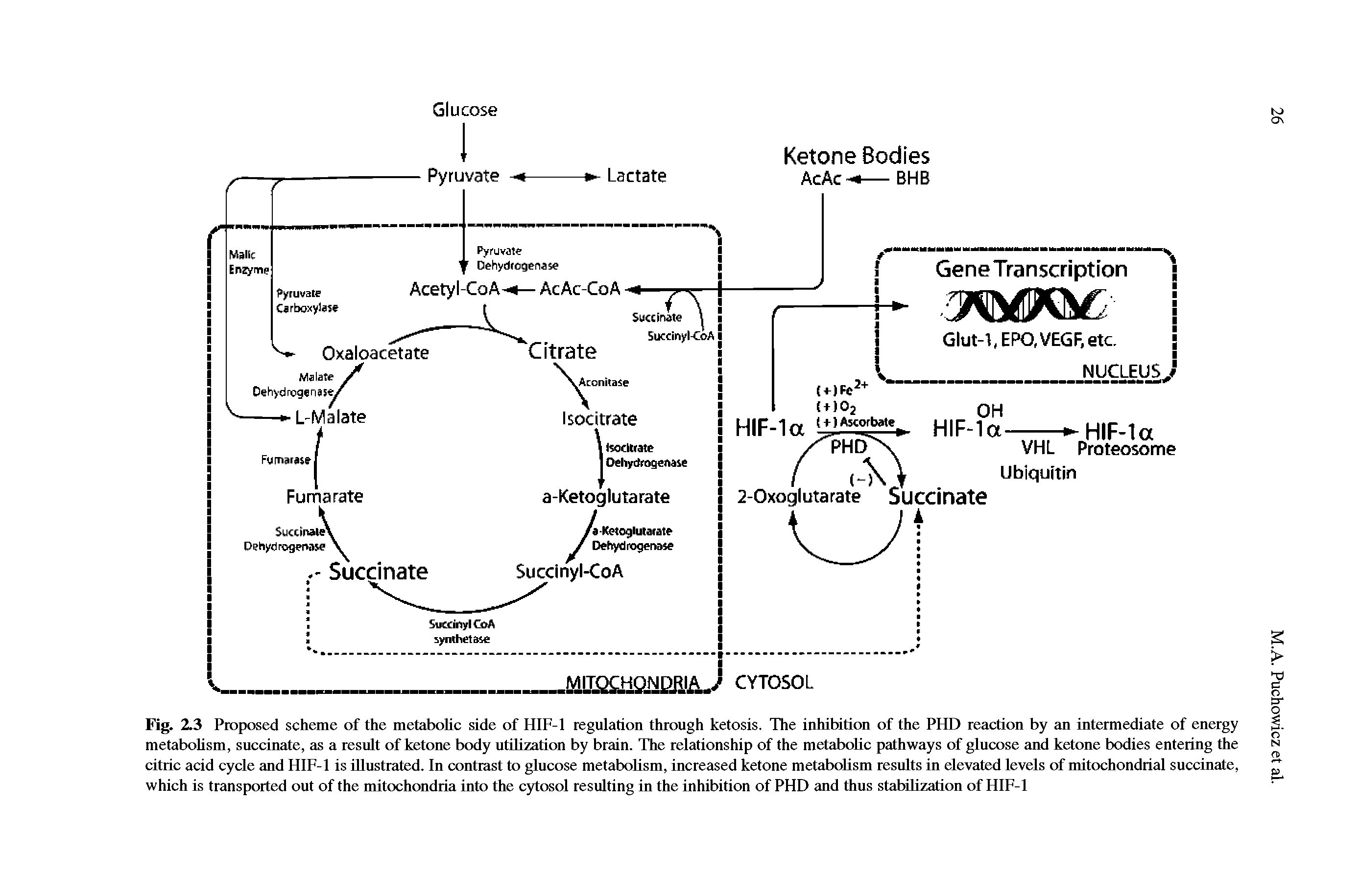 Fig. 2.3 Proposed scheme of the metabohc side of HIF-1 regulation through ketosis. The inhibition of the PHD reaction by an intermediate of energy metabolism, succinate, as a result of ketone body utilization by brain. The relationship of the metabolic pathways of glucose and ketone bodies entering the citric acid cycle and HlF-1 is illustrated. In contrast to glucose metabolism, increased ketone metabolism results in elevated levels of mitochondrial succinate, which is transported out of the mitochondria into the cytosol resulting in the inhibition of PHD and thus stabilization of HIF-1...
