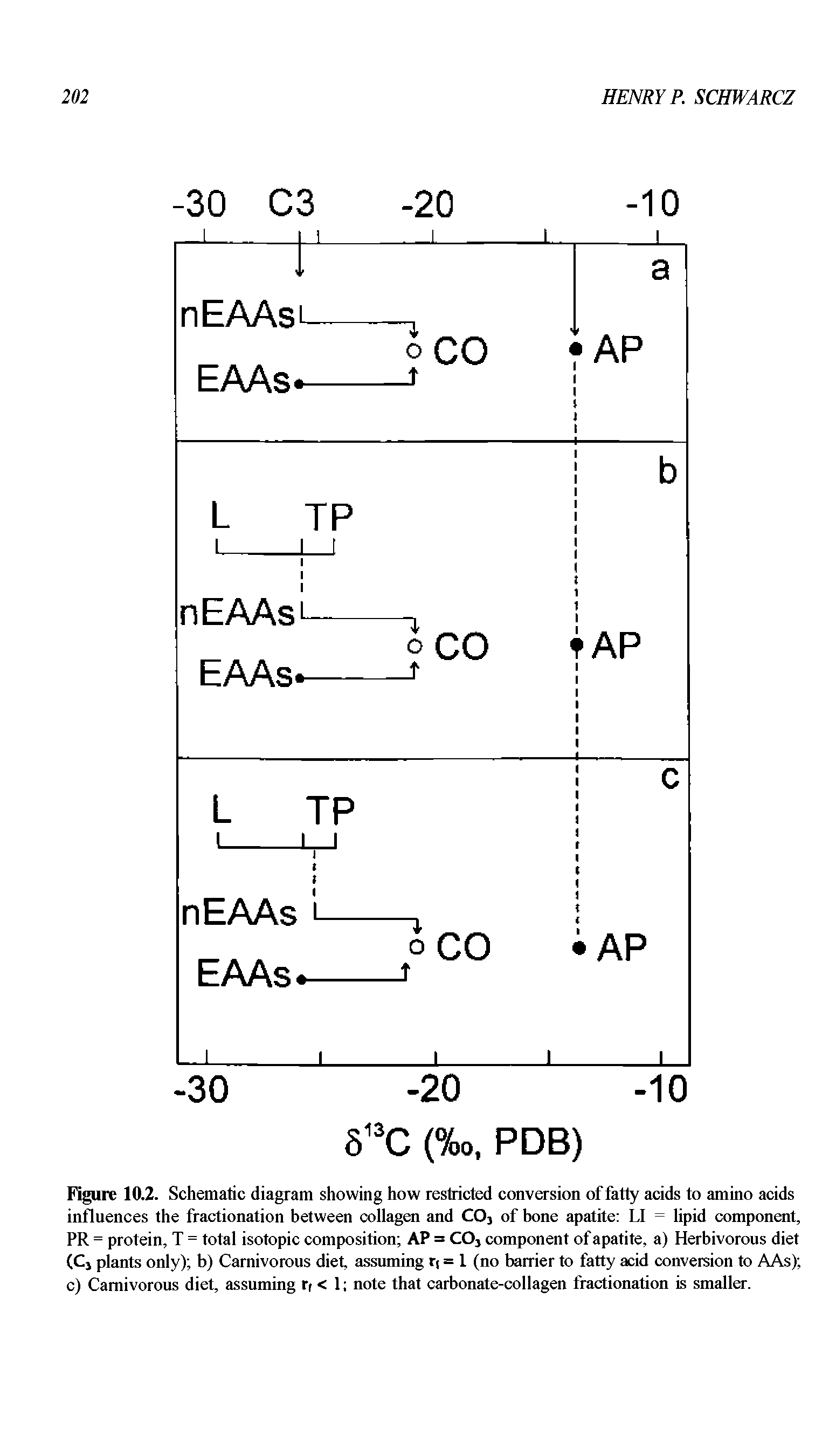 Figure 10.2. Schematic diagram showing how restricted conversion of fatty acids to amino acids influences the fractionation between collagen and CO3 of bone apatite LI = lipid component, PR = protein, T = total isotopic composition AP = COj component of apatite, a) Herbivorous diet (Cj plants only) b) Carnivorous diet, assuming rj = 1 (no barrier to fatty acid conversion to AAs) c) Carnivorous diet, assuming ri < 1 note that carbonate-collagen fractionation is smaller.