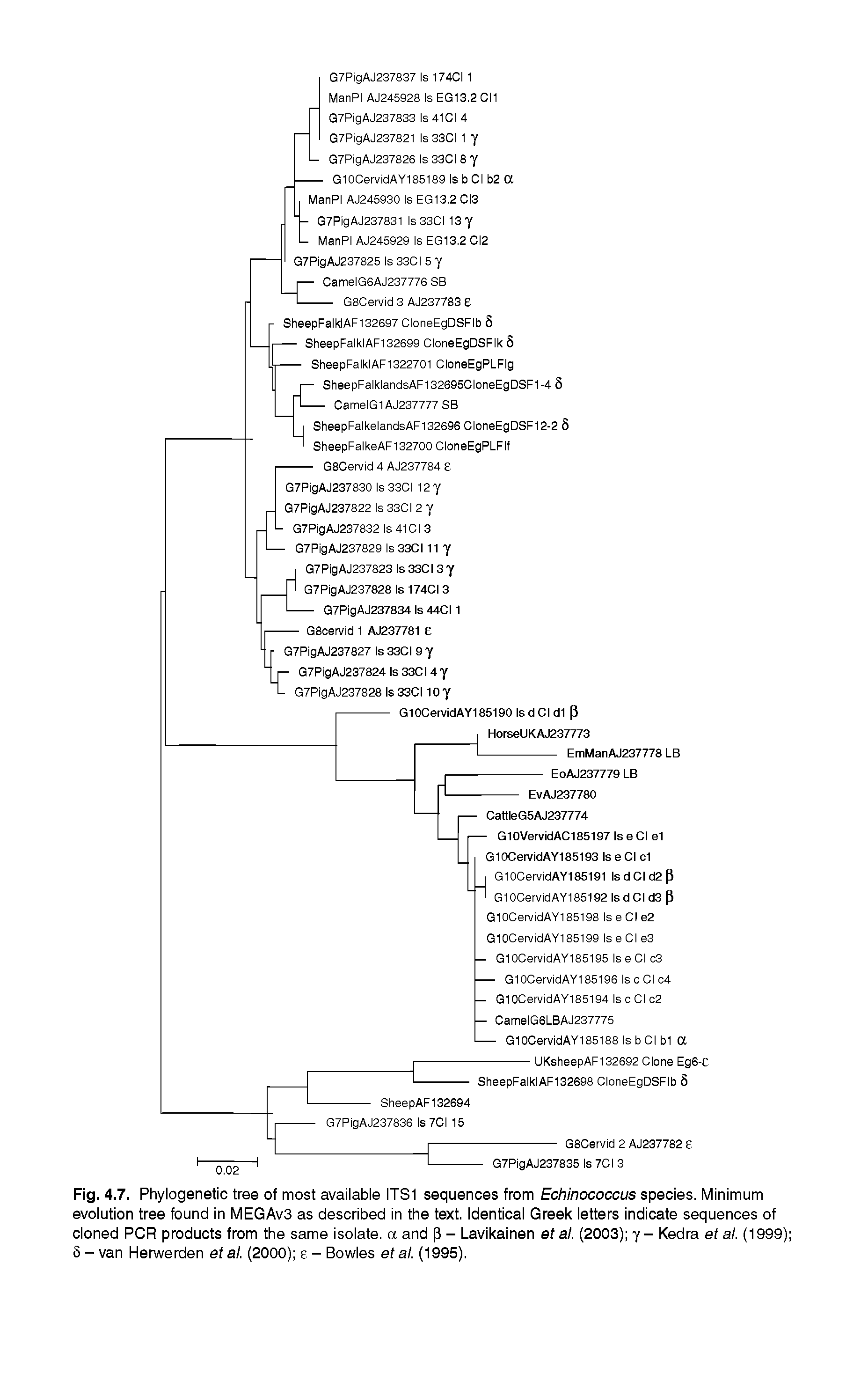 Fig. 4.7. Phylogenetic tree of most available ITS1 sequences from Echinococcus species. Minimum evolution tree found in MEGAv3 as described in the text. Identical Greek letters indicate sequences of cloned PCR products from the same isolate, a and p - Lavikainen et al. (2003) y- Kedra et al. (1999) 8 - van Herwerden et al. (2000) e - Bowles et al. (1995).