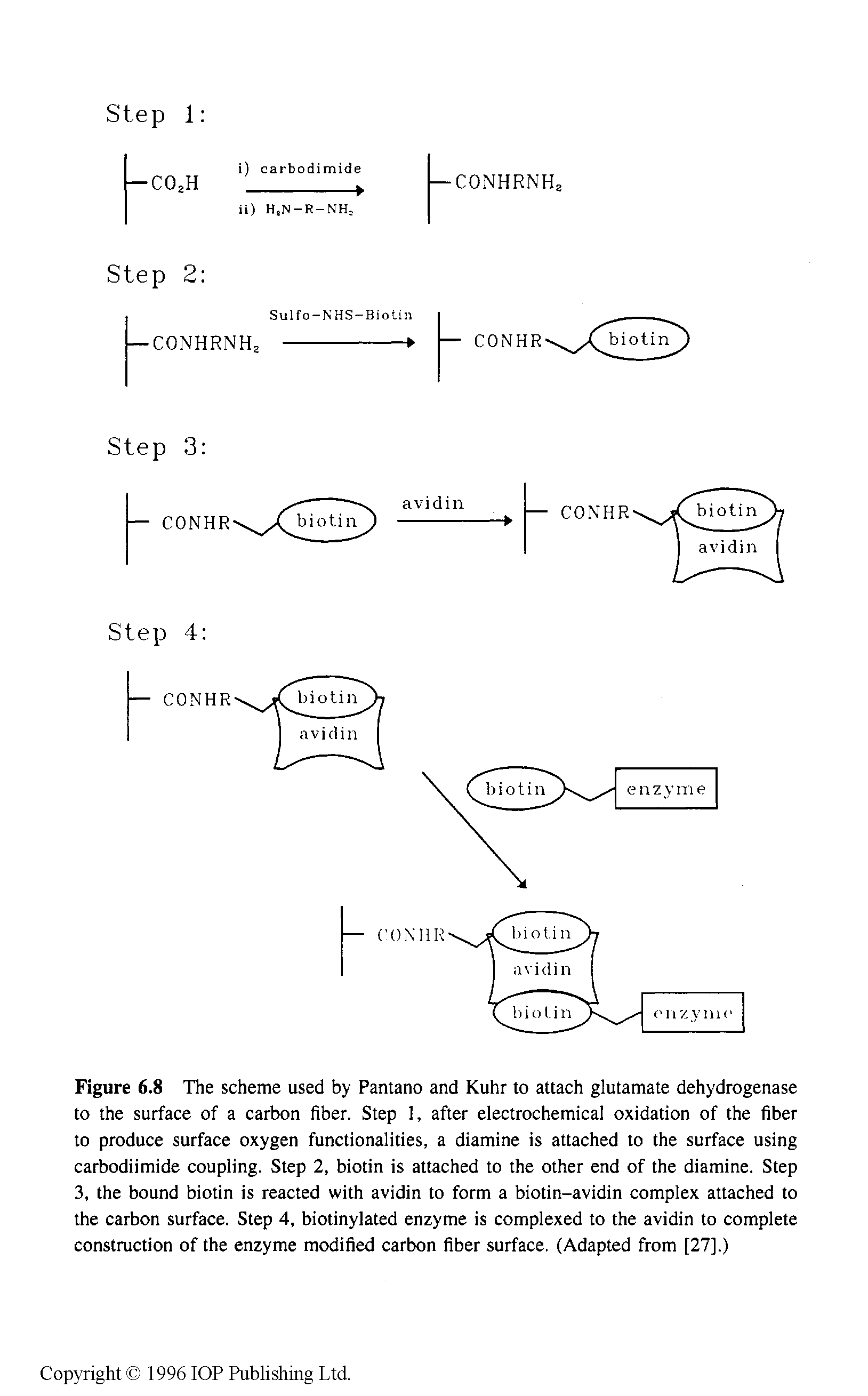 Figure 6.8 The scheme used by Pantano and Kuhr to attach glutamate dehydrogenase to the surface of a carbon fiber. Step 1, after electrochemical oxidation of the fiber to produce surface oxygen functionalities, a diamine is attached to the surface using carbodiimide coupling. Step 2, biotin is attached to the other end of the diamine. Step 3, the bound biotin is reacted with avidin to form a biotin-avidin complex attached to the carbon surface. Step 4, biotinylated enzyme is complexed to the avidin to complete construction of the enzyme modified carbon fiber surface. (Adapted from [27].)...