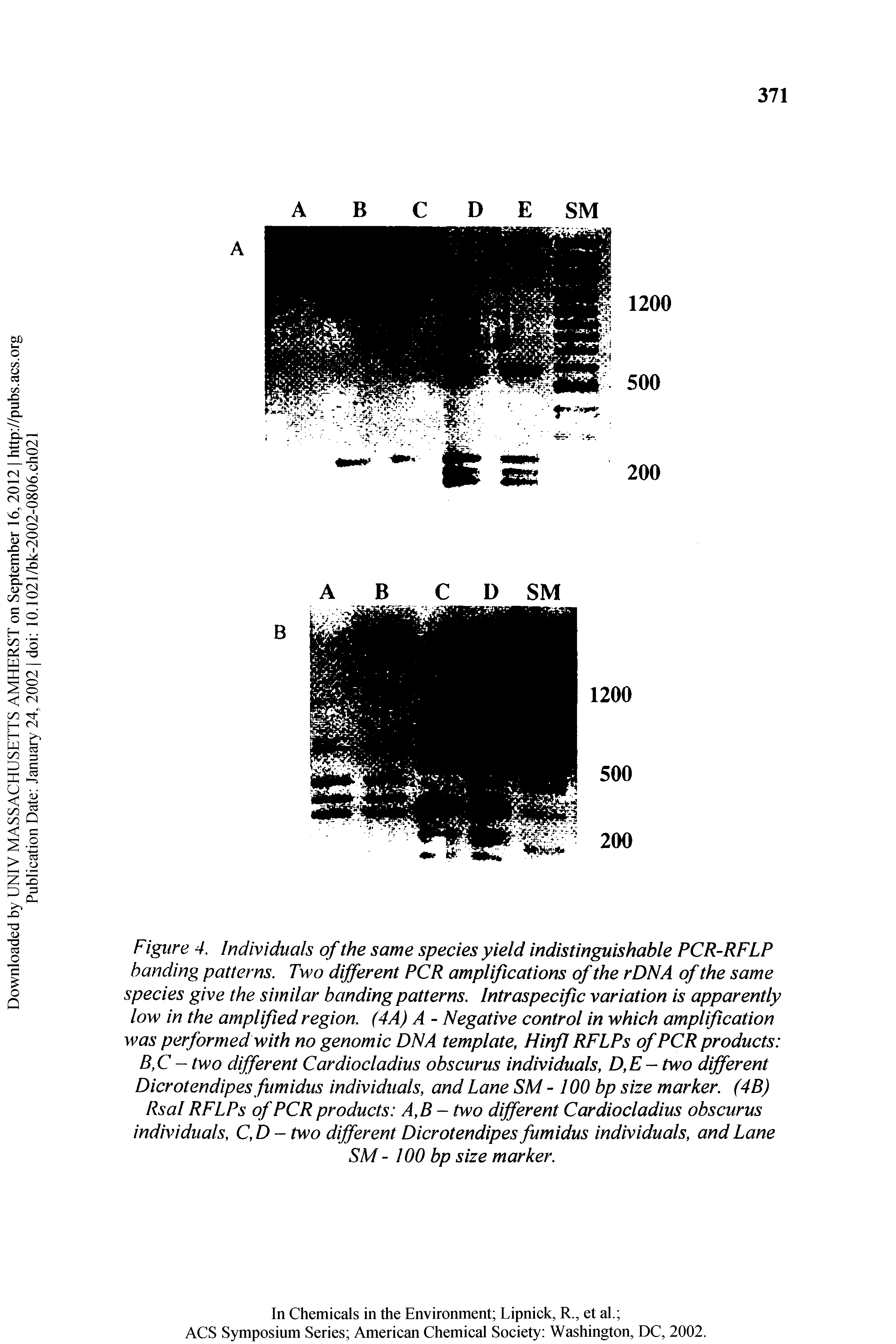 Figure 4. Individuals of the same species yield indistinguishable PCR-RFLP handing patterns. Two different PCR amplifications of the rDNA of the same species give the similar banding patterns. Intraspecific variation is apparently low in the amplified region, (4A) A - Negative control in which amplification was performed with no genomic DNA template, Hinfl RFLPs of PCR products B,C - two different Cardiocladius obscurus individuals, D,E- two different Dicrotendipes fumidus individuals, and Lane SM -100 bp size marker. (4B) Rsal RFLPs of PCR products A,B- two different Cardiocladius obscurus individuals, C,D- two different Dicrotendipes fumidus individuals, and Lane SM - 100 bp size marker.