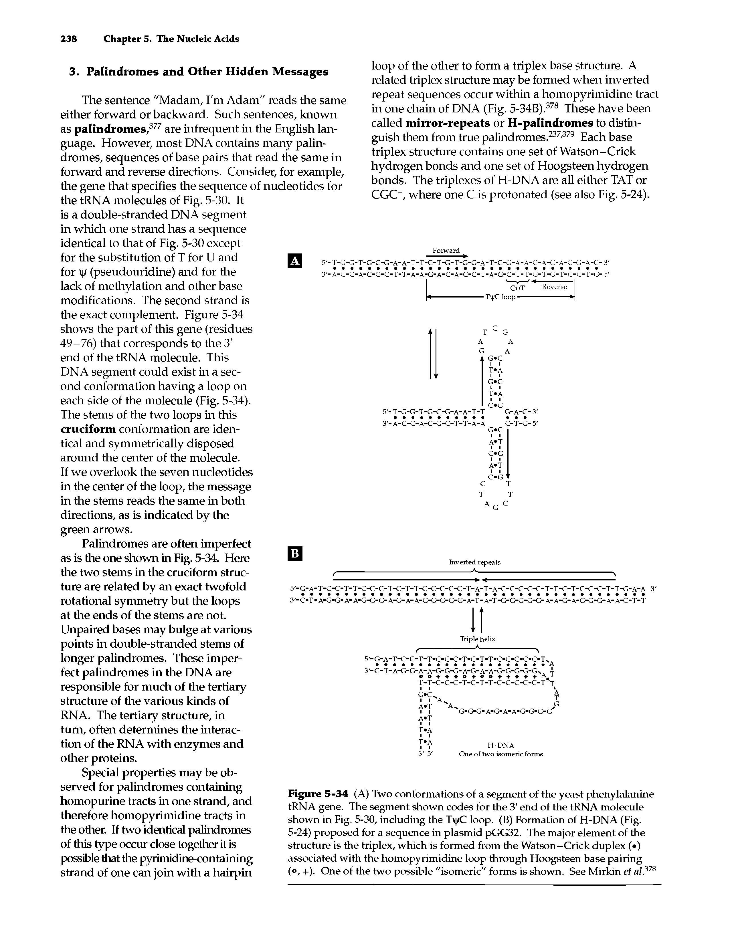 Figure 5-34 (A) Two conformations of a segment of the yeast phenylalanine tRNA gene. The segment shown codes for the 3 end of the tRNA molecule shown in Fig. 5-30, including the T /C loop. (B) Formation of H-DNA (Fig. 5-24) proposed for a sequence in plasmid pGG32. The major element of the structure is the triplex, which is formed from the Watson-Crick duplex ( ) associated with the homopyrimidine loop through Hoogsteen base pairing (o, +). One of the two possible "isomeric" forms is shown. See Mirkin et al.378...