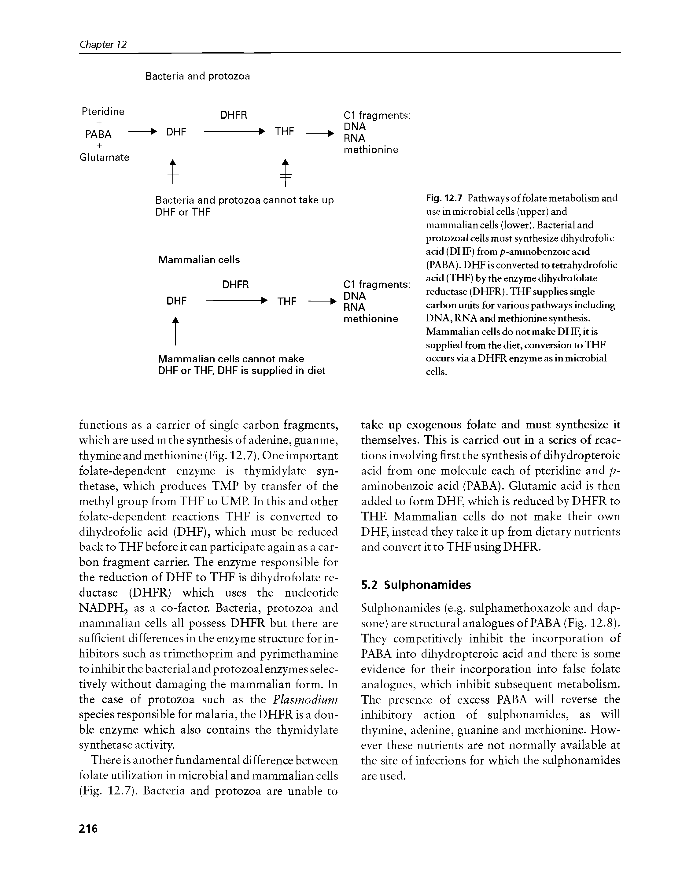 Fig. 12.7 Pathways of folate metabolism and use in microbial cells (upper) and mammalian cells (lower). Bacterial and protozoal cells must synthesize dihydrofolic acid (DHF) from p-aminobenzoic acid (PABA). DHF is converted to tetrahydrofolic acid (THF) by the enzyme dihydrofolate reductase (DHFR). THF supplies single carbon units for various pathways including DNA, RNA and methionine synthesis. Mammalian cells do not make DHF, it is supplied from the diet, conversion to THF occurs via a DHFR enzyme as in microbial cells.