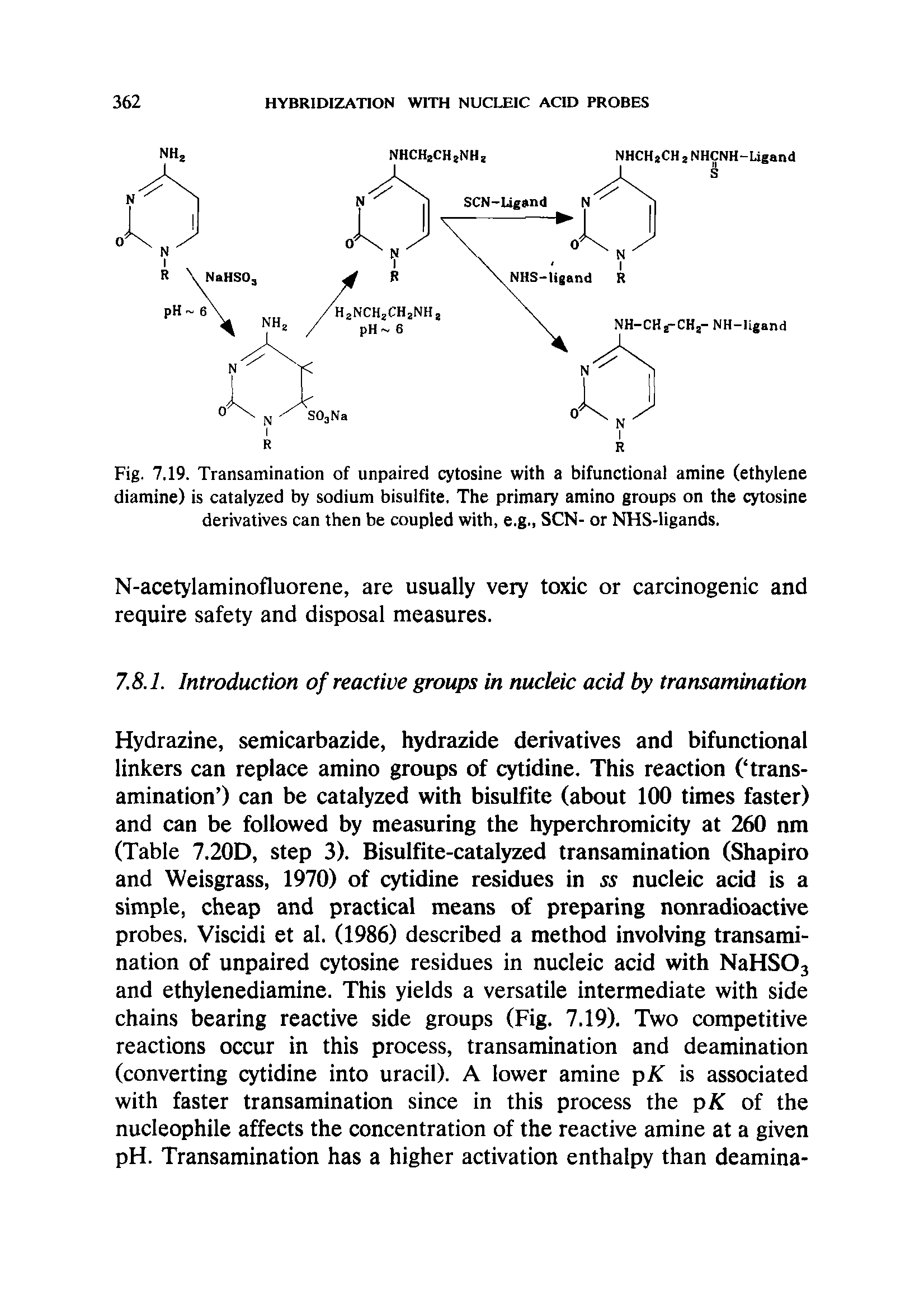 Fig. 7.19. Transamination of unpaired cytosine with a bifunctional amine (ethylene diamine) is catalyzed by sodium bisulfite. The primary amino groups on the cytosine derivatives can then be coupled with, e.g., SCN- or NHS-ligands.