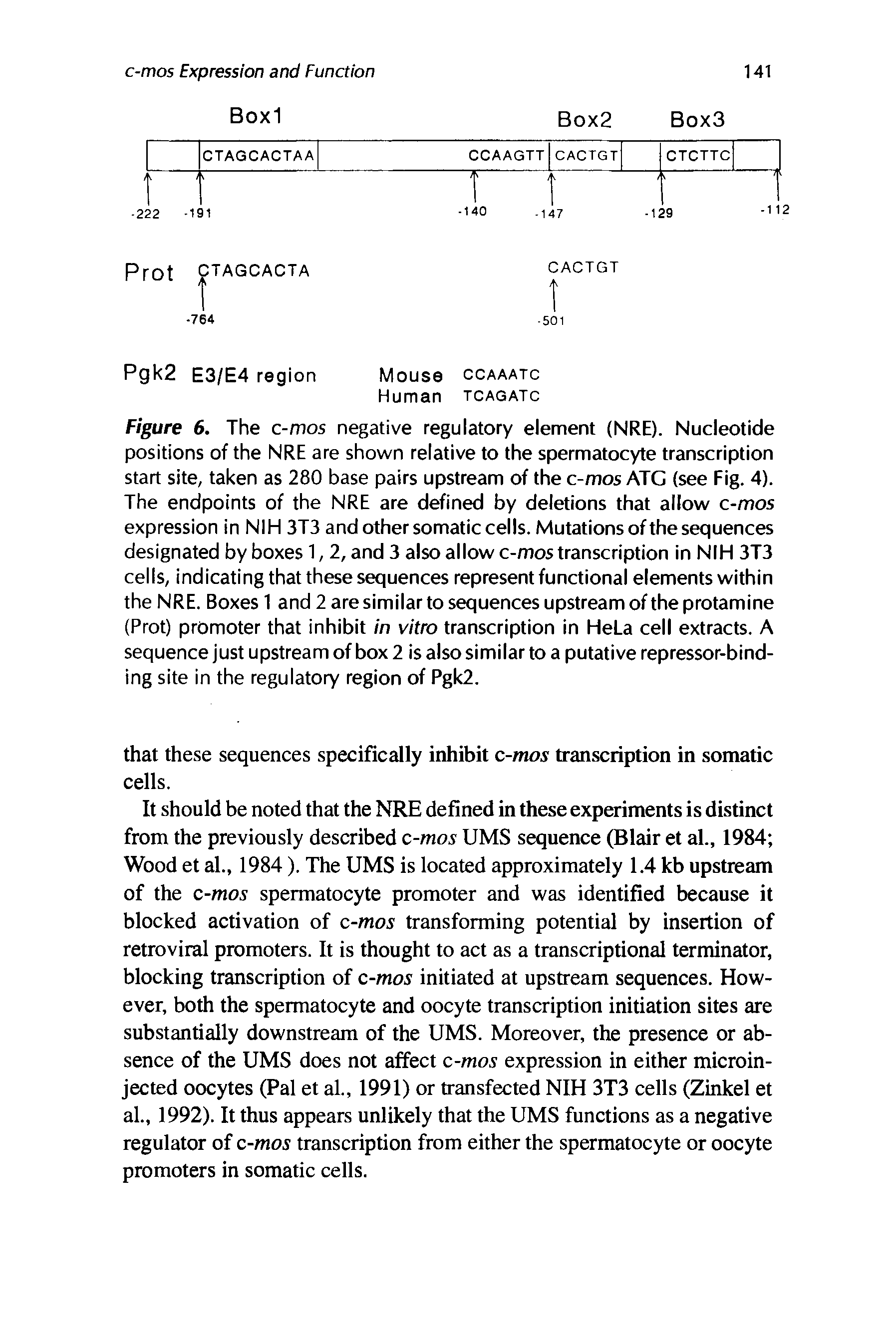 Figure 6. The c-mos negative regulatory element (NRE). Nucleotide positions of the NRE are shown relative to the spermatocyte transcription start site, taken as 280 base pairs upstream of the c-mos ATG (see Fig. 4). The endpoints of the NRE are defined by deletions that allow c-mos expression in NIH 3T3 and other somatic cells. Mutations of the sequences designated by boxes 1,2, and 3 also allow c-mos transcription in NIH 3T3 cells, indicating that these sequences represent functional elements within the NRE. Boxes 1 and 2 are similar to sequences upstream of the protamine (Prot) promoter that inhibit in vitro transcription in HeLa cell extracts. A sequence just upstream of box 2 is also similar to a putative repressor-binding site in the regulatory region of Pgk2.