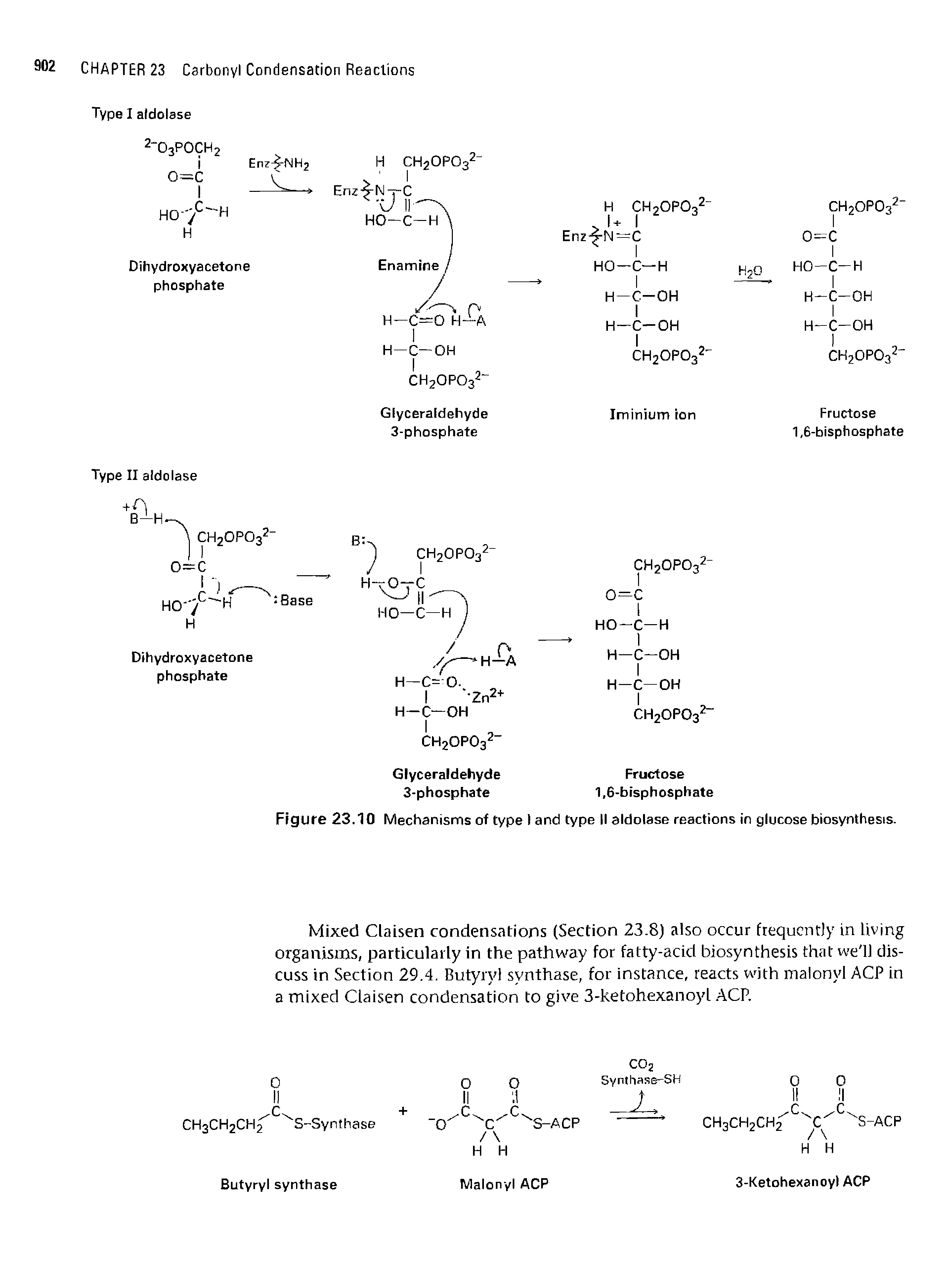 Figure 23.10 Mechanisms of type I and type II aldolase reactions in glucose biosynthesis.