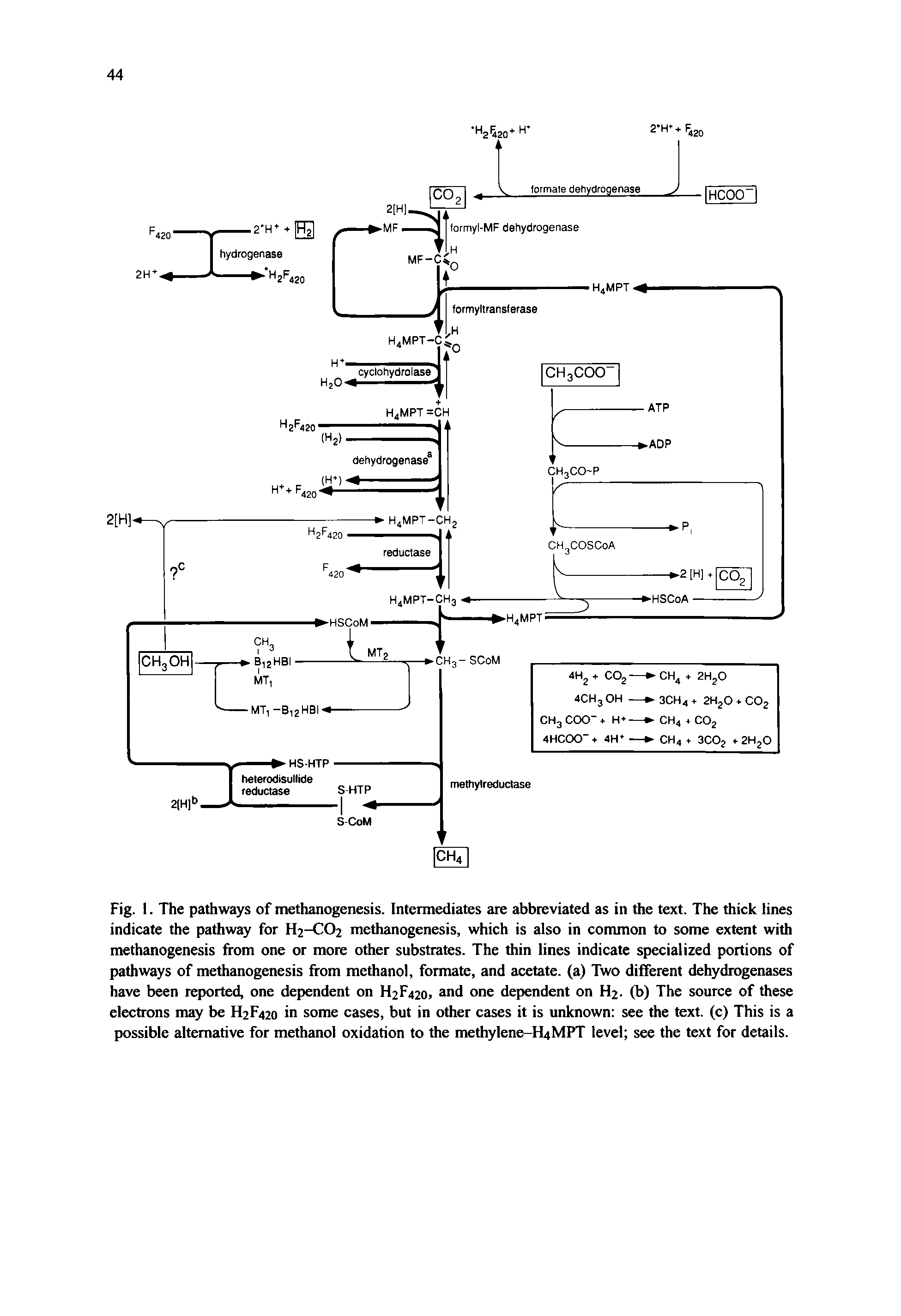 Fig. 1. The pathways of methanogenesis. Intermediates are abbreviated as in the text. The thick lines indicate the pathway for H2-CO2 methanogenesis, which is also in common to some extent with methanogenesis from one or more other substrates. The thin lines indicate specialized portions of pathways of methanogenesis from methanol, formate, and acetate, (a) Two different dehydrogenases have been reported, one dependent on H2F420, and one dependent on H2. (b) The source of these electrons may be H2F420 in some cases, but in other cases it is unknown see the text, (c) This is a possible alternative for methanol oxidation to the methylene-RjMPT level see the text for details.