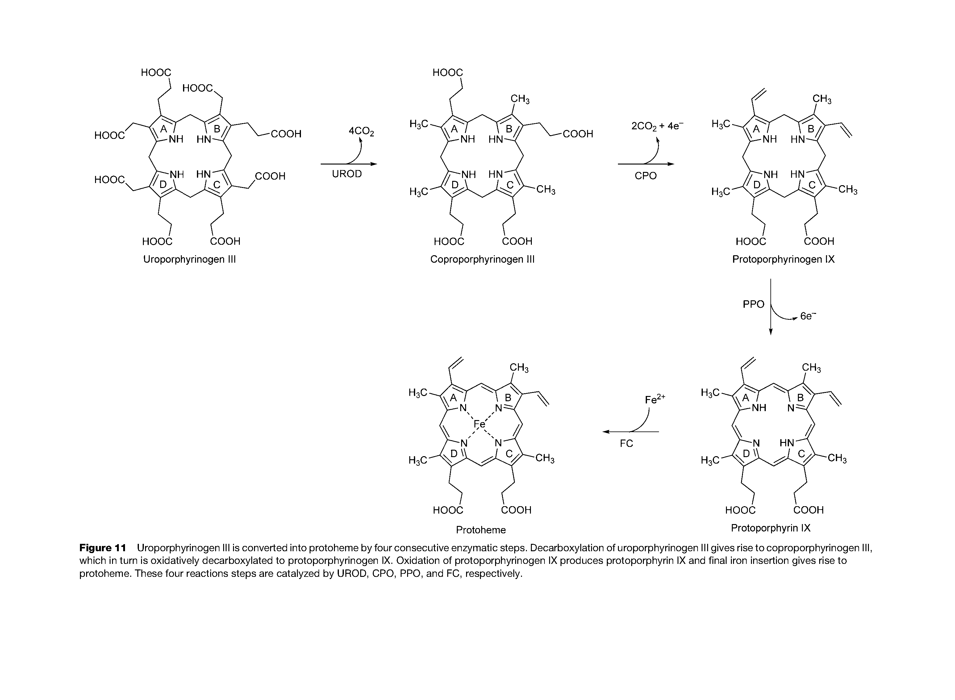 Figure 11 Uroporphyrinogen III is converted into protoheme by four consecutive enzymatic steps. Decarboxylation of uroporphyrinogen III gives rise to coproporphyrinogen I which in turn is oxidatively decarboxylated to protoporphyrinogen IX. Oxidation of protoporphyrinogen IX produces protoporphyrin IX and final iron insertion gives rise to protoheme. These four reactions steps are catalyzed by UROD, OPO, PPO, and FO, respectively.