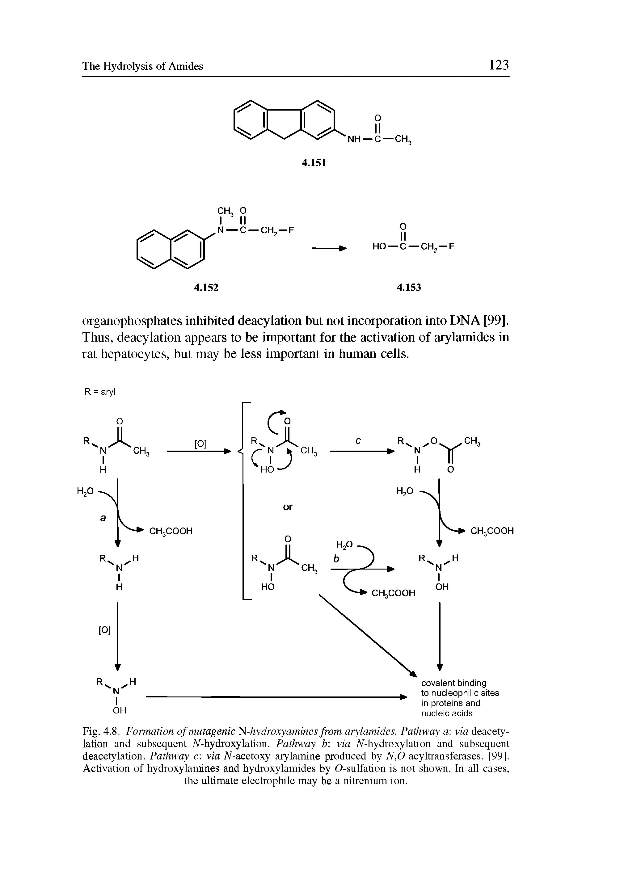 Fig. 4.8. Formation of mutagenic N-hydroxyamines from arylamides. Pathway a via deacetylation and subsequent IV-hydroxylation. Pathway b via IV-hydroxylation and subsequent deacetylation. Pathway c via N-acetoxy arylamine produced by IV,0-acyltransferases. [99]. Activation of hydroxylamines and hydroxylamides by O-sulfation is not shown. In all cases, the ultimate electrophile may be a nitrenium ion.