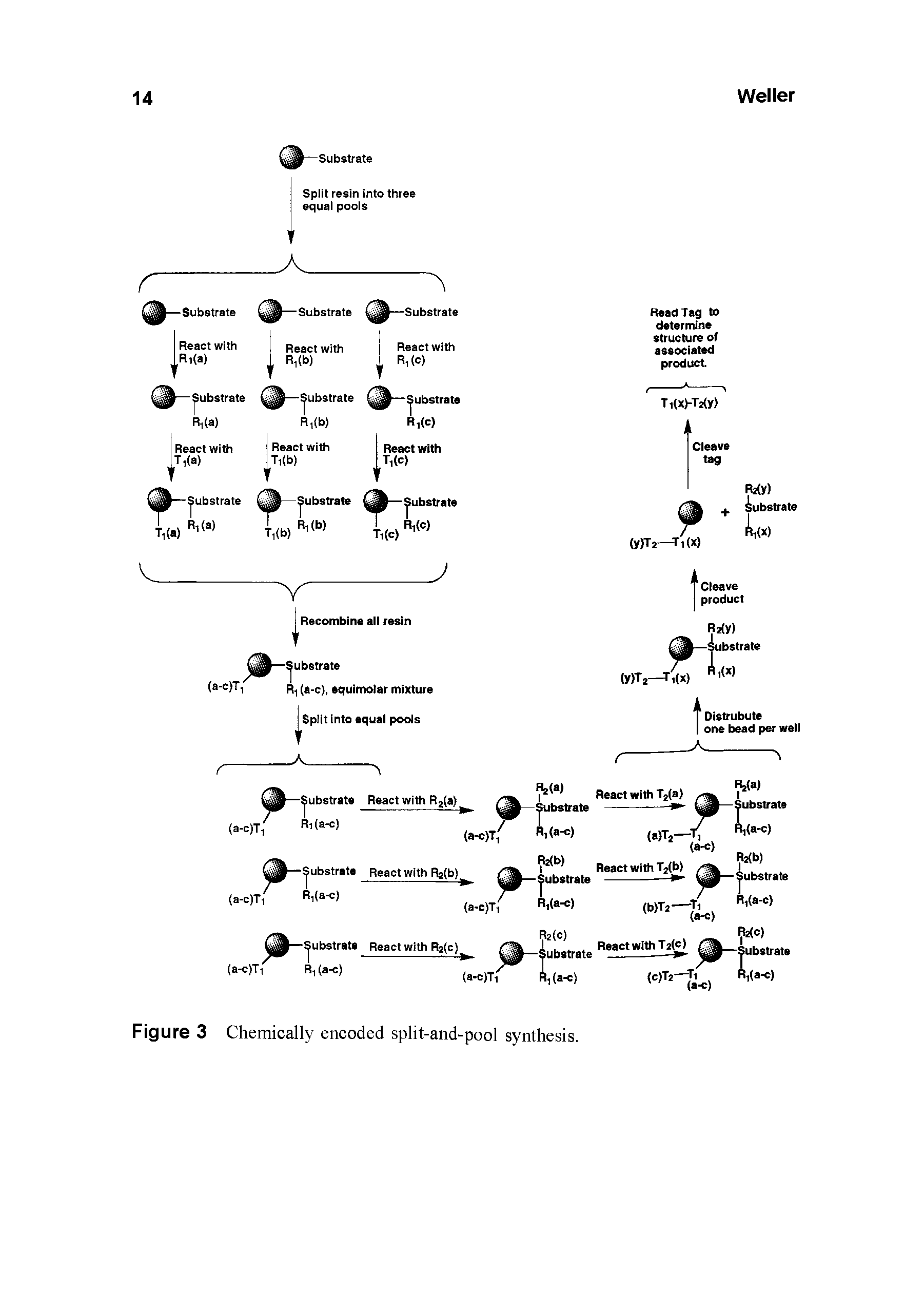 Figure 3 Chemically encoded split-and-pool synthesis.