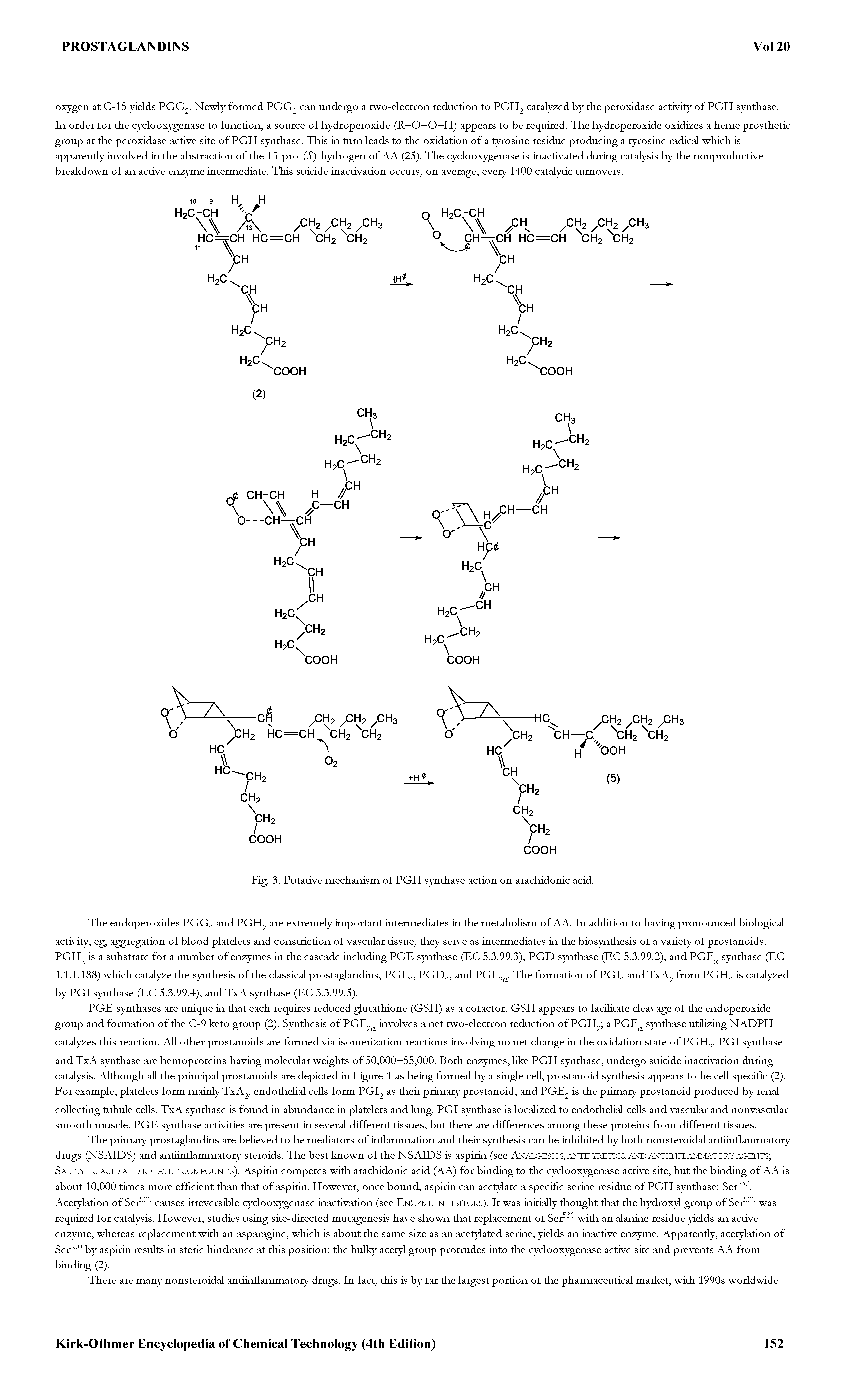 Fig. 3. Putative mechanism of PGH synthase action on arachidonic acid.