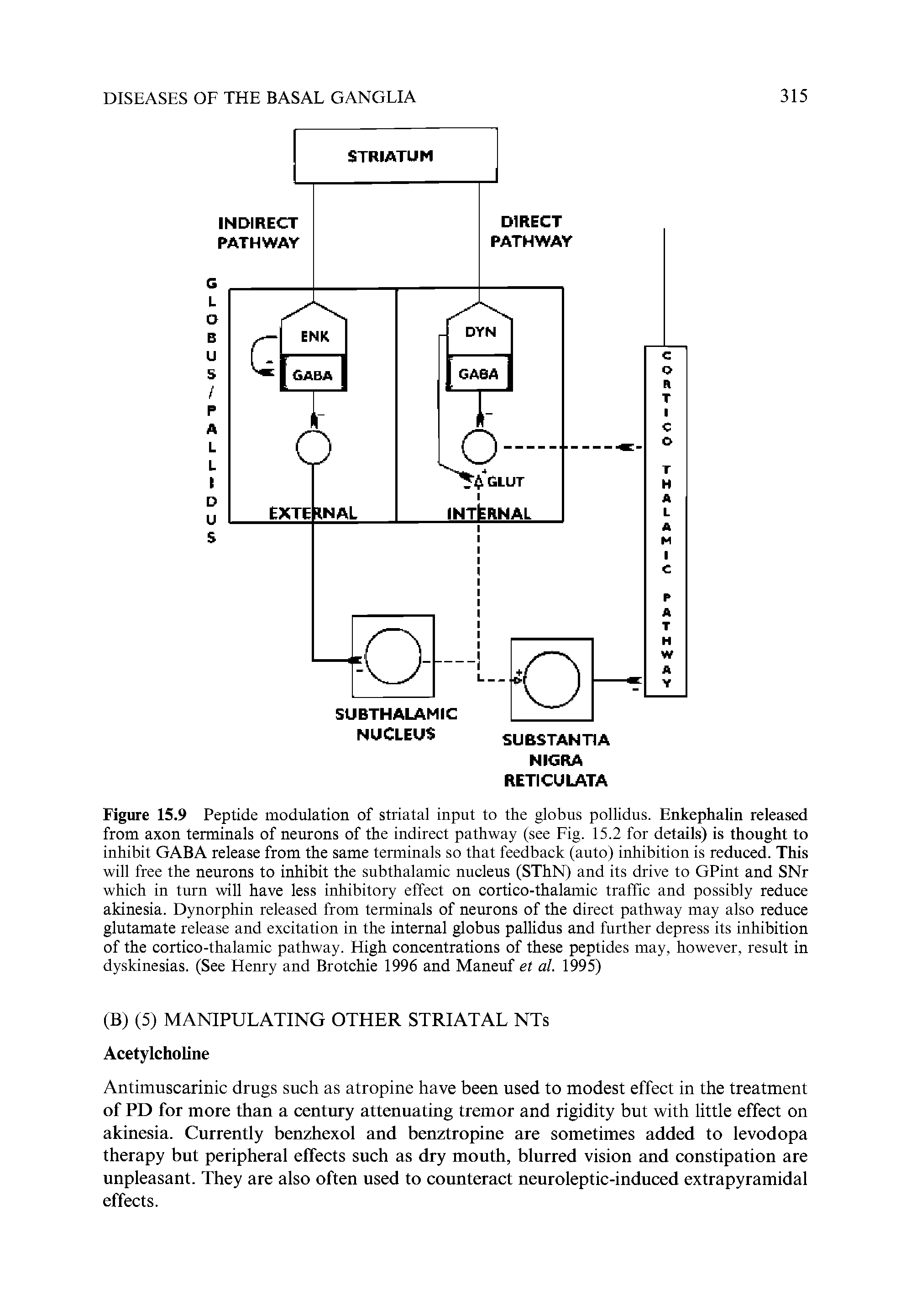 Figure 15.9 Peptide modulation of striatal input to the globus pollidus. Enkephalin released from axon terminals of neurons of the indirect pathway (see Fig. 15.2 for details) is thought to inhibit GABA release from the same terminals so that feedback (auto) inhibition is reduced. This will free the neurons to inhibit the subthalamic nucleus (SThN) and its drive to GPint and SNr which in turn will have less inhibitory effect on cortico-thalamic traffic and possibly reduce akinesia. Dynorphin released from terminals of neurons of the direct pathway may also reduce glutamate release and excitation in the internal globus pallidus and further depress its inhibition of the cortico-thalamic pathway. High concentrations of these peptides may, however, result in dyskinesias. (See Henry and Brotchie 1996 and Maneuf et al. 1995)...