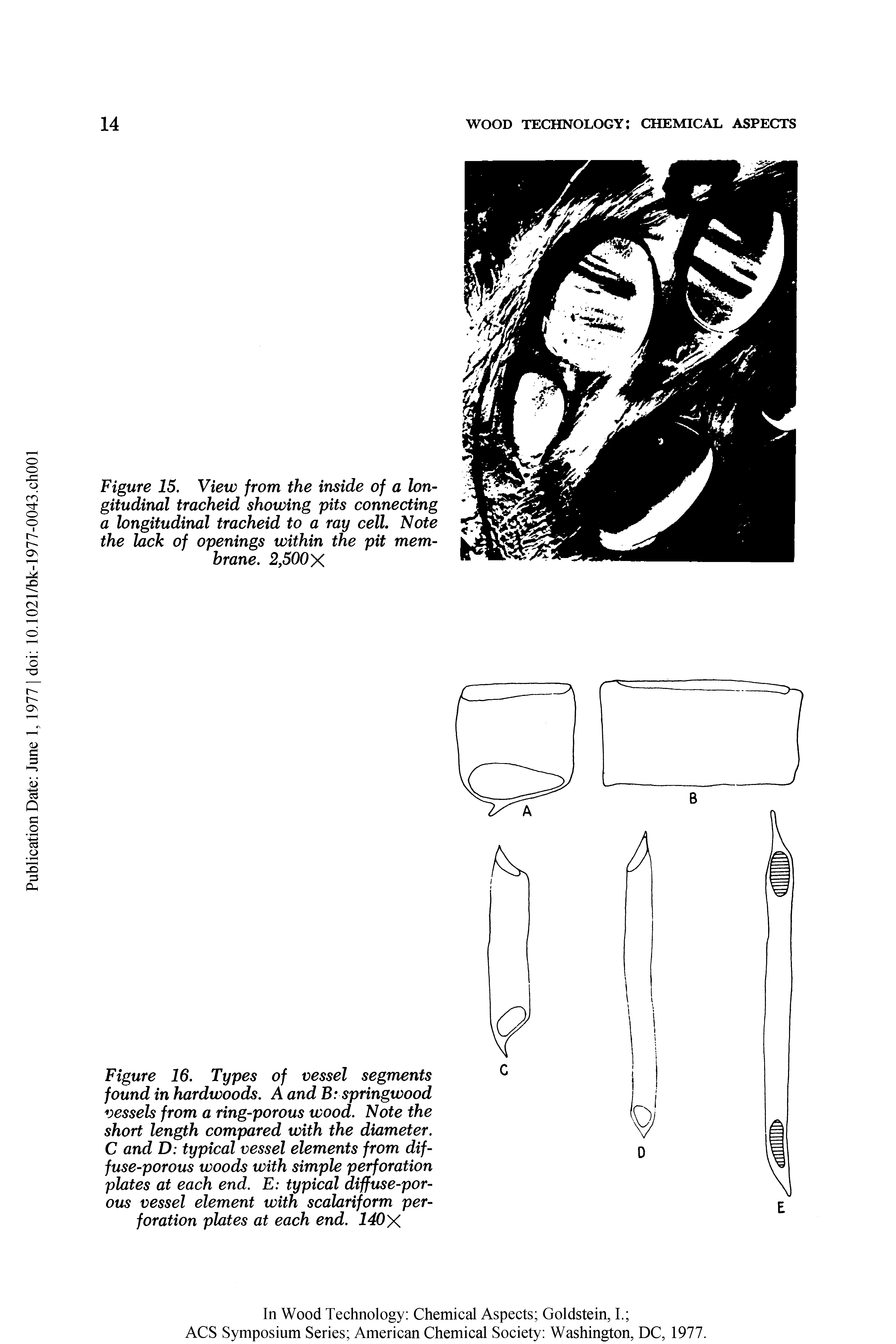 Figure 16. Types of vessel segments found in hardwoods. A and B springwood vessels from a ring-porous wood. Note the short length compared with the diameter. C and D typical vessel elements from diffuse-porous woods with simple perforation plates at each end. E typical diffuse-porous vessel element with scalariform perforation plates at each end. 140X...