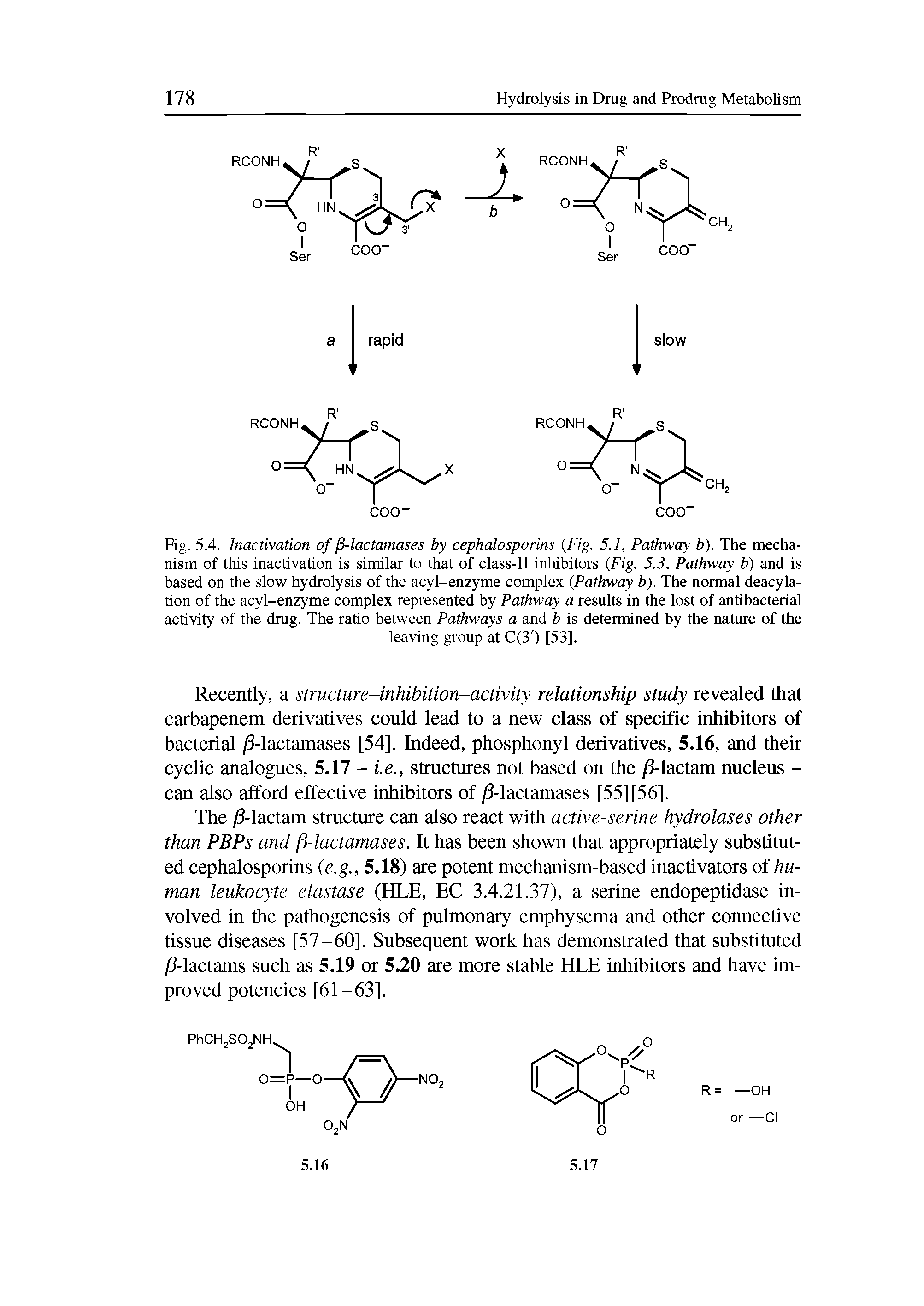 Fig. 5.4. Inactivation of /3-lactamases by cephalosporins (Fig. 5.1, Pathway b). The mechanism of this inactivation is similar to that of class-II inhibitors (Fig. 5.3, Pathway b) and is based on the slow hydrolysis of the acyl-enzyme complex (Pathway b). The normal deacylation of the acyl-enzyme complex represented by Pathway a results in the lost of antibacterial activity of the drug. The ratio between Pathways a and b is determined by the nature of the...