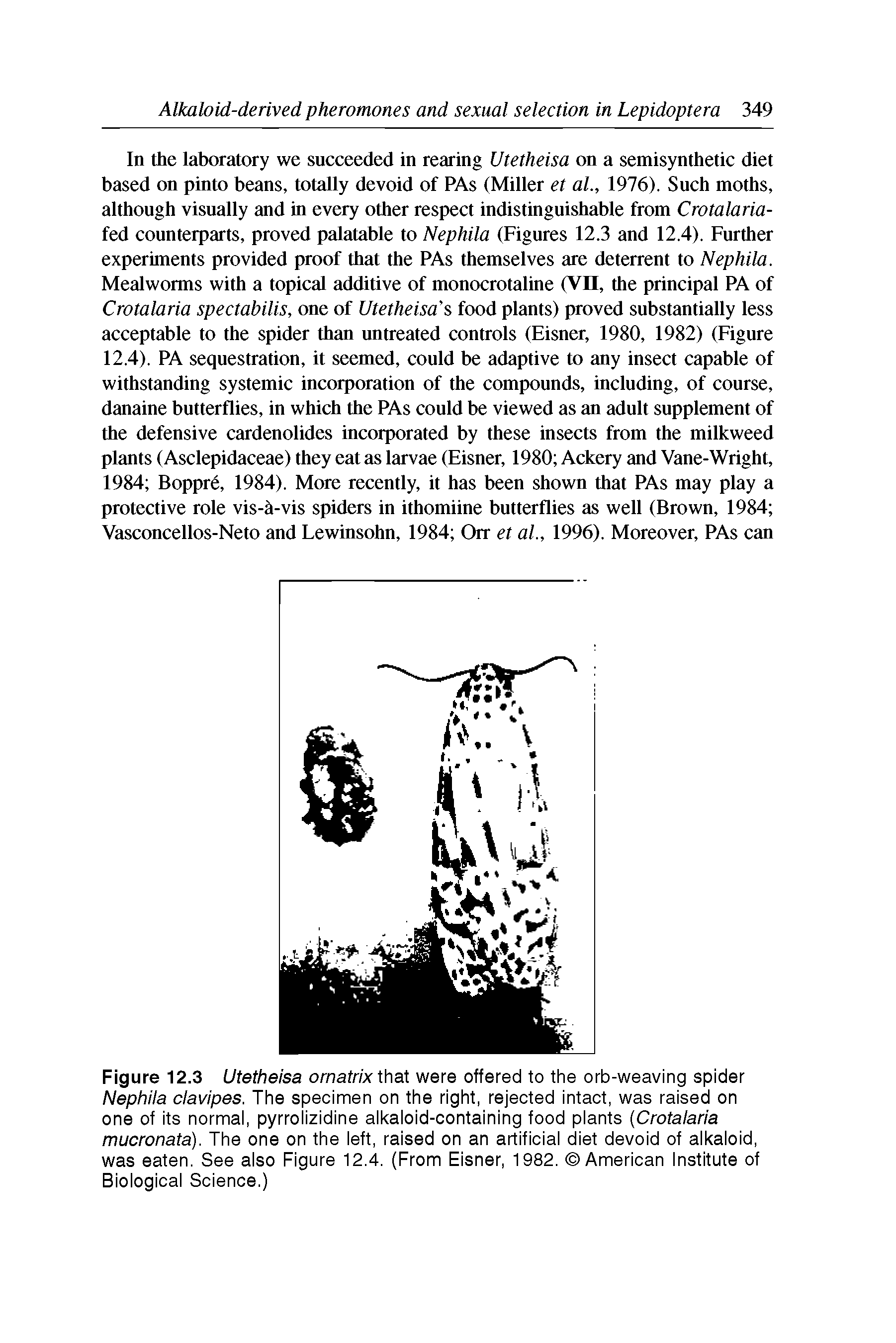 Figure 12.3 Utetheisa ornatrix that were offered to the orb-weaving spider Nephila clavipes. The specimen on the right, rejected intact, was raised on one of its normal, pyrrolizidine alkaloid-containing food plants (Crotalaria mucronata). The one on the left, raised on an artificial diet devoid of alkaloid, was eaten. See also Figure 12.4. (From Eisner, 1982. American Institute of Biological Science.)...