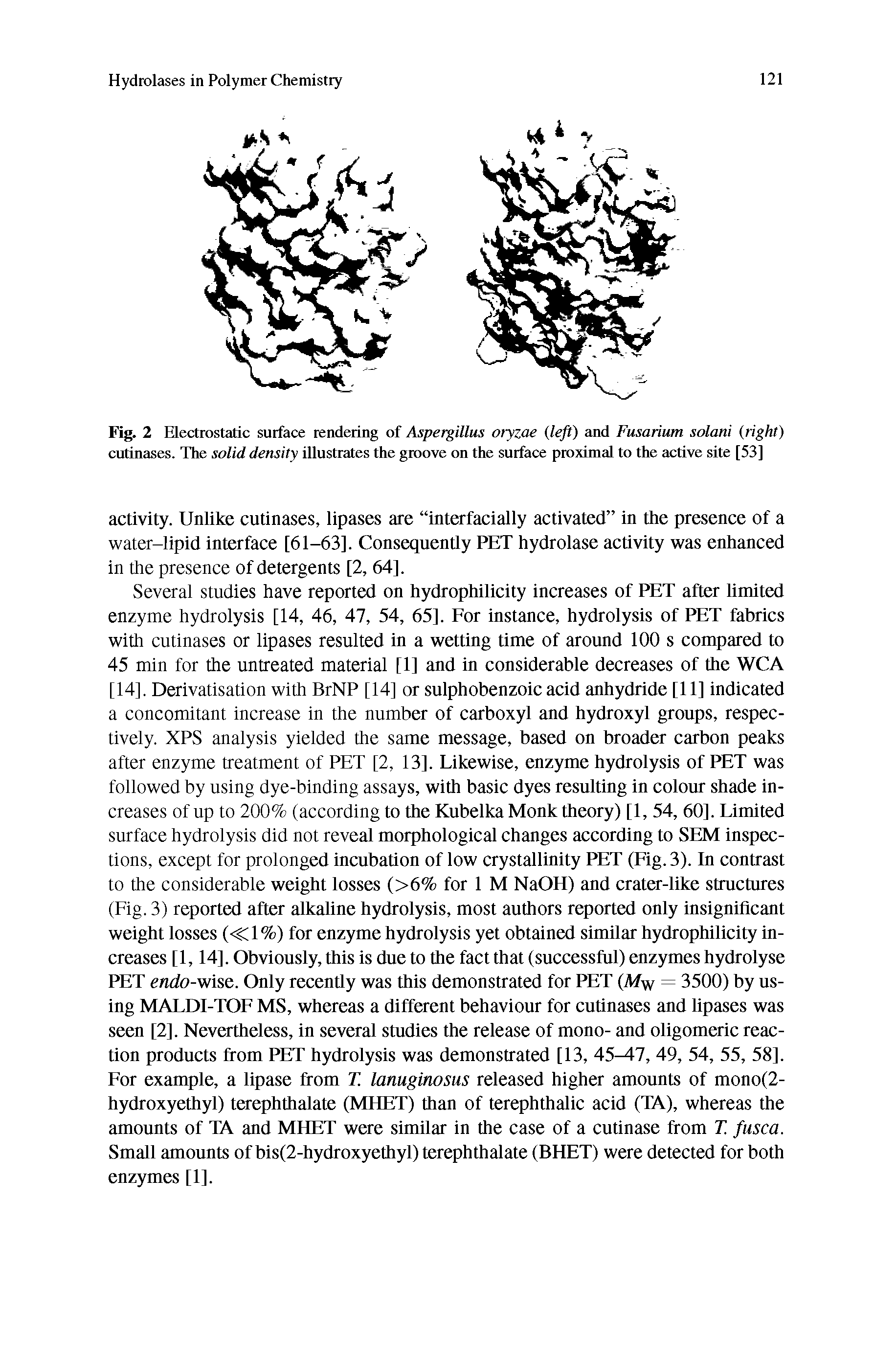 Fig. 2 Electrostatic surface rendering of Aspergillus oryzae (left) and Fusarium solani (right) cutinases. The solid density illustrates the groove on the surface proximal to the active site [53]...