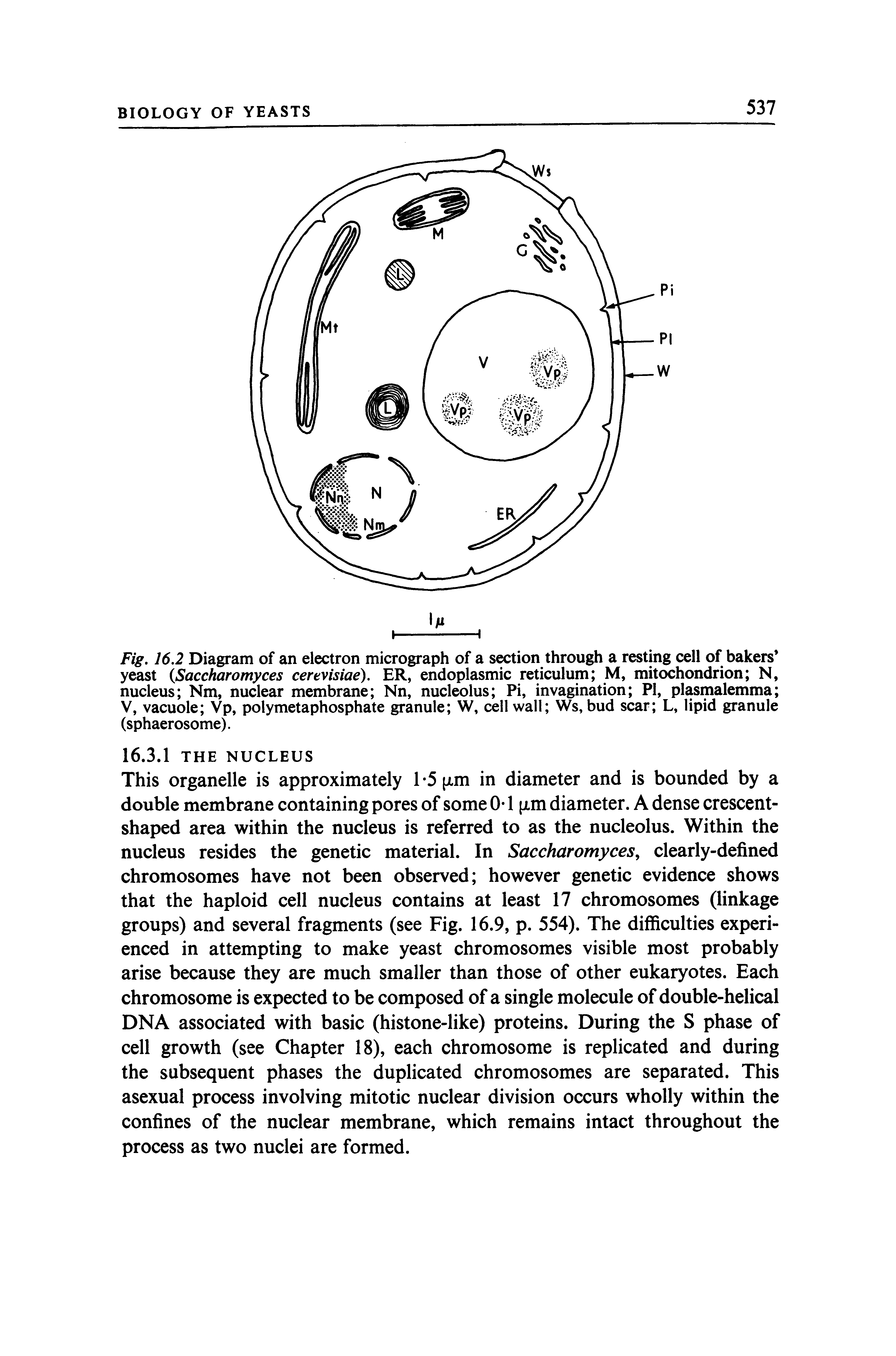 Fig. 16.2 Diagram of an electron micrograph of a section through a resting cell of bakers yeast Saccharomyces certvisiae). ER, endoplasmic reticulum M, mitochondrion N, nucleus Nm, nuclear membrane Nn, nucleolus Pi, invagination PI, plasmalemma V, vacuole Vp, polymetaphosphate granule W, cell wall Ws, bud scar L, lipid granule (sphaerosome).