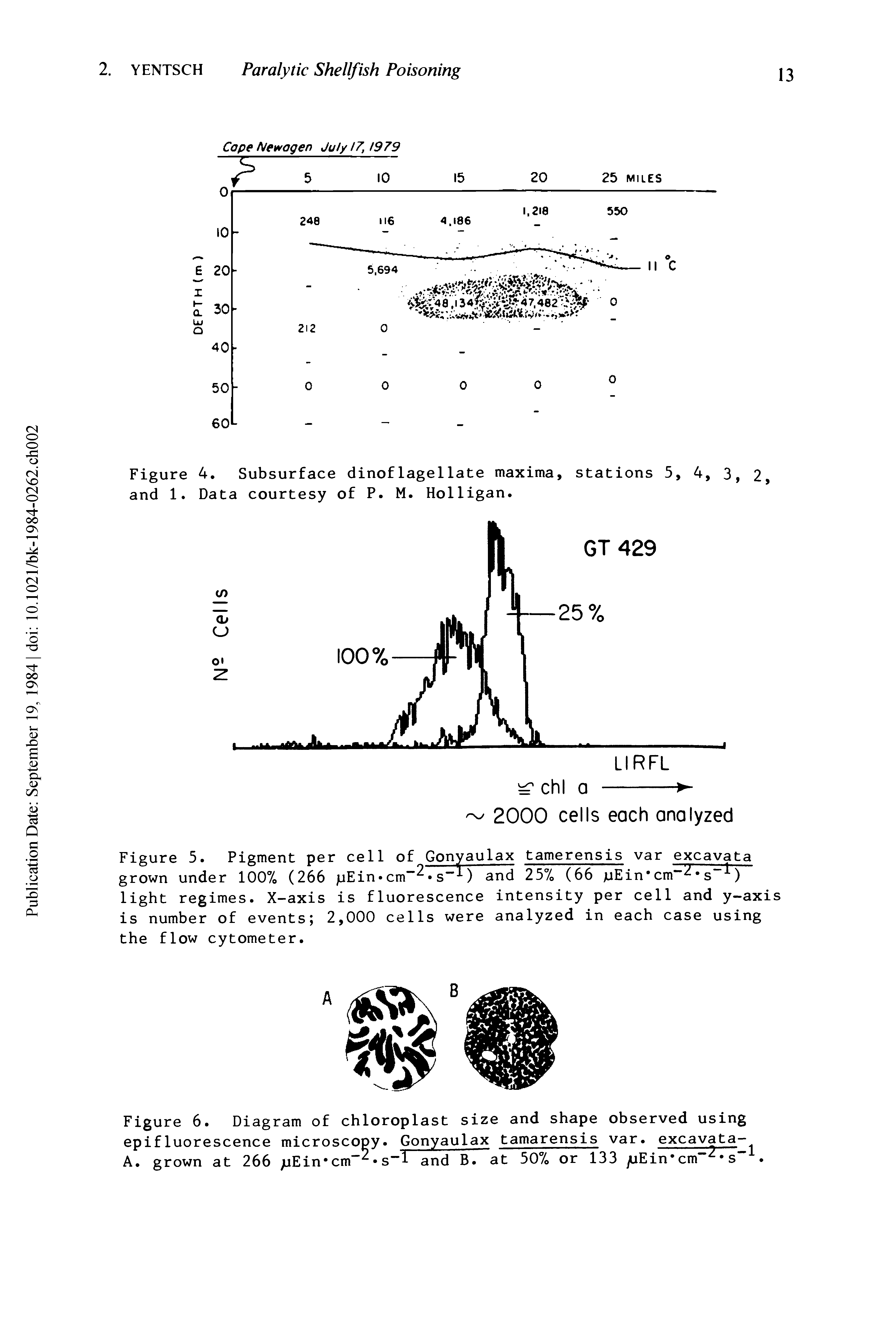 Figure 6. Diagram of chloroplast size and shape observed using epifluorescence microscopy. Gonyaulax tamarensis var. excavata-A. grown at 266 pEin cm s l and B. at 50%, or 133 juEin cm s . ...