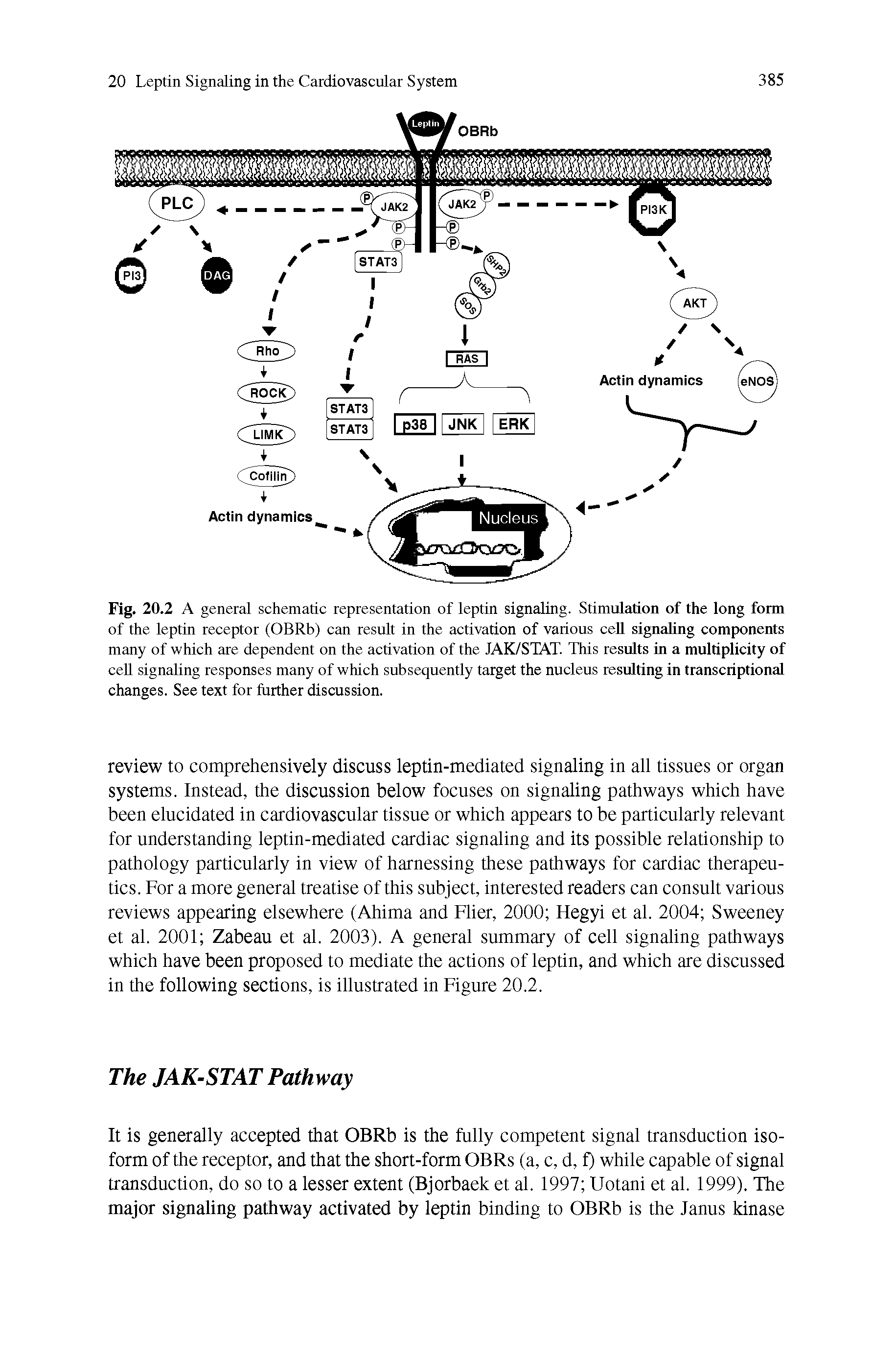 Fig. 20.2 A general schematic representation of leptin signaling. Stimulation of the long form of the leptin receptor (OBRb) can result in the activation of various cell signaling components many of which are dependent on the activation of the JAK/STAT. This results in a multiplicity of cell signaling responses many of which subsequently target the nucleus resulting in transcriptional changes. See text for further discussion.